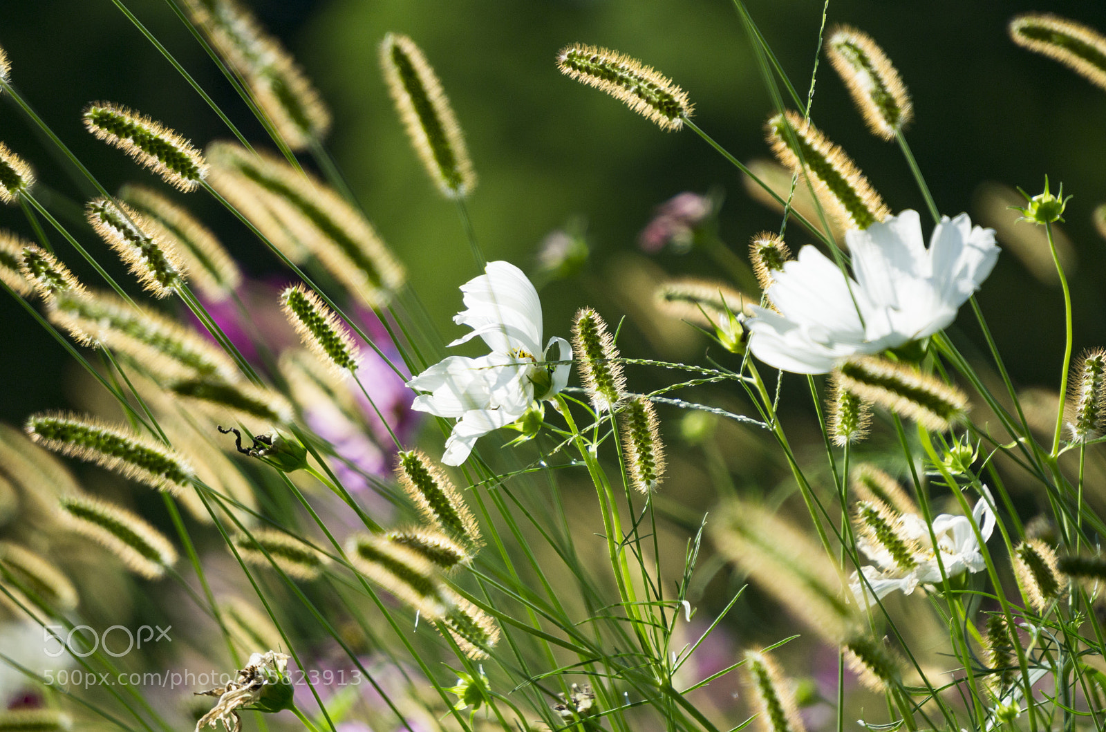 Sony a6000 sample photo. May flowers photography