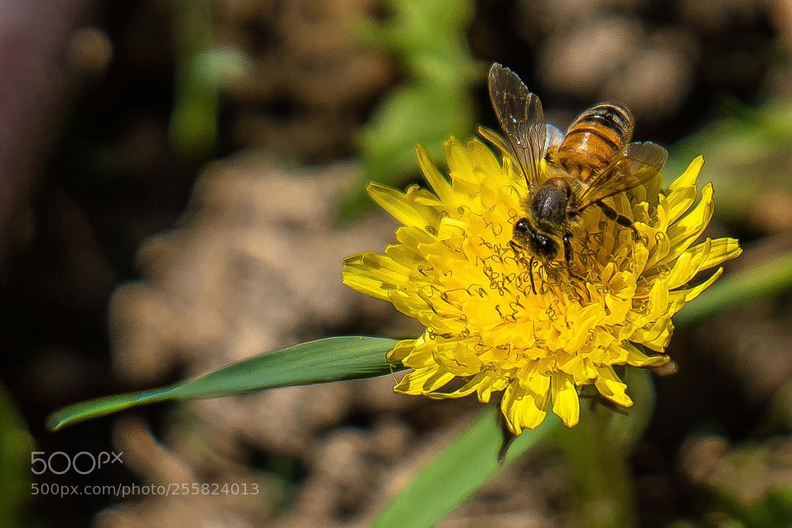 Sony a6500 sample photo. Bee photography