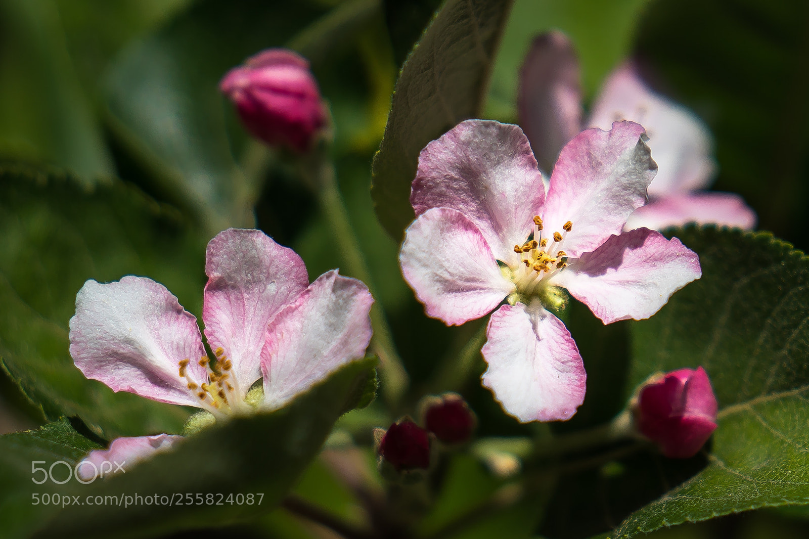 Sony a6500 sample photo. Apple photography