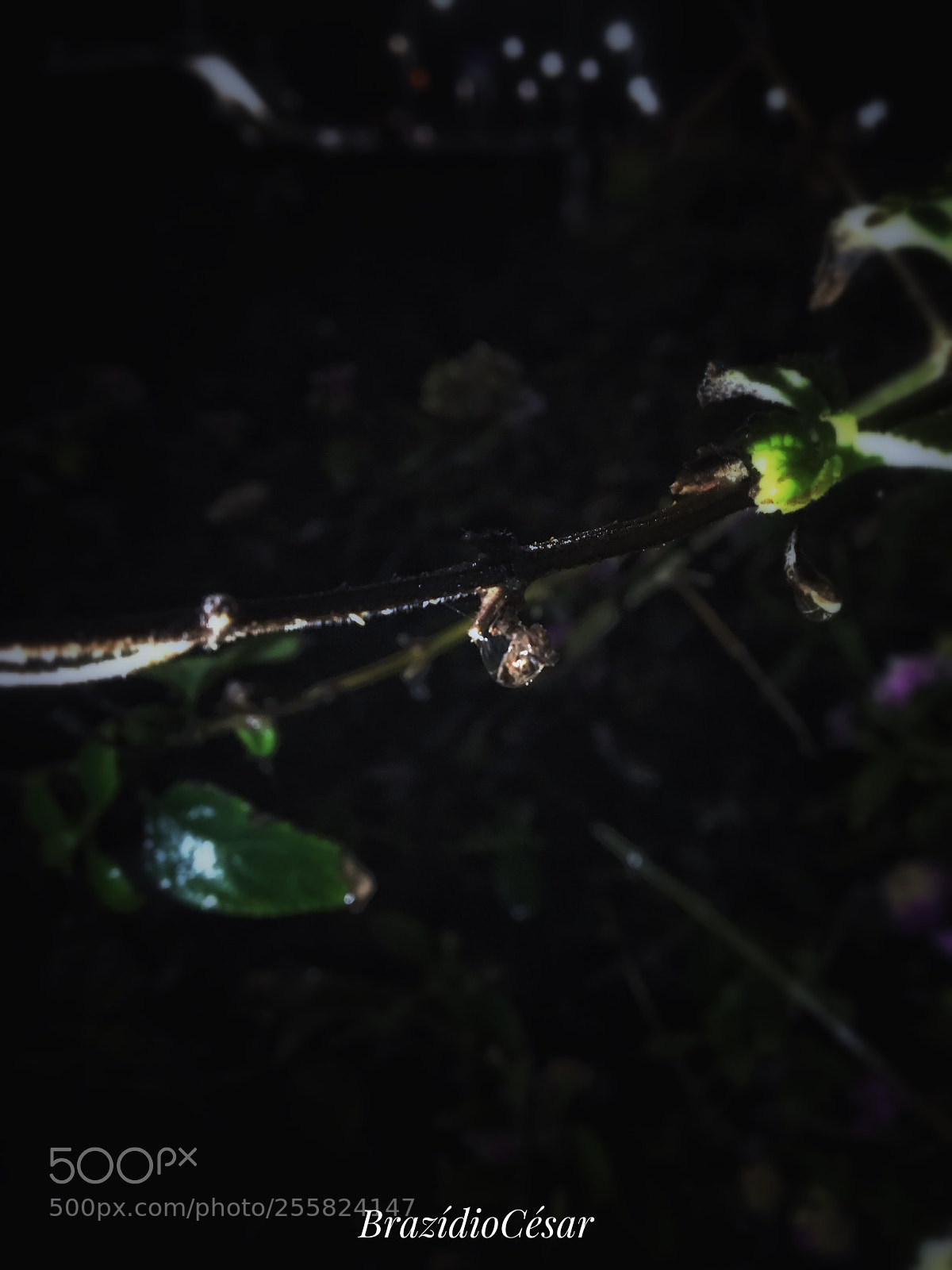 Apple iPhone 6s sample photo. Untitled photography
