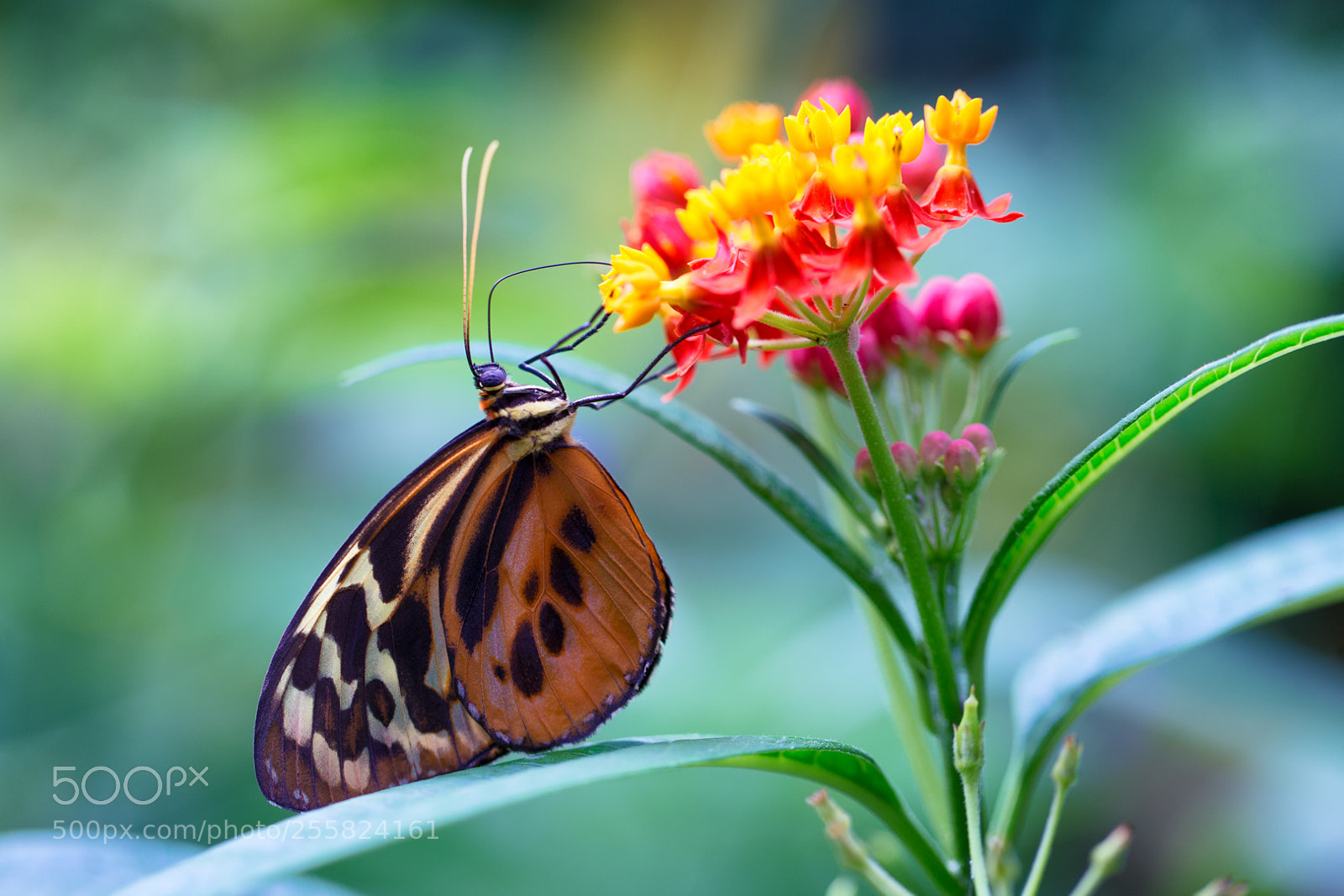 Canon EOS-1D X sample photo. Butterfly photography