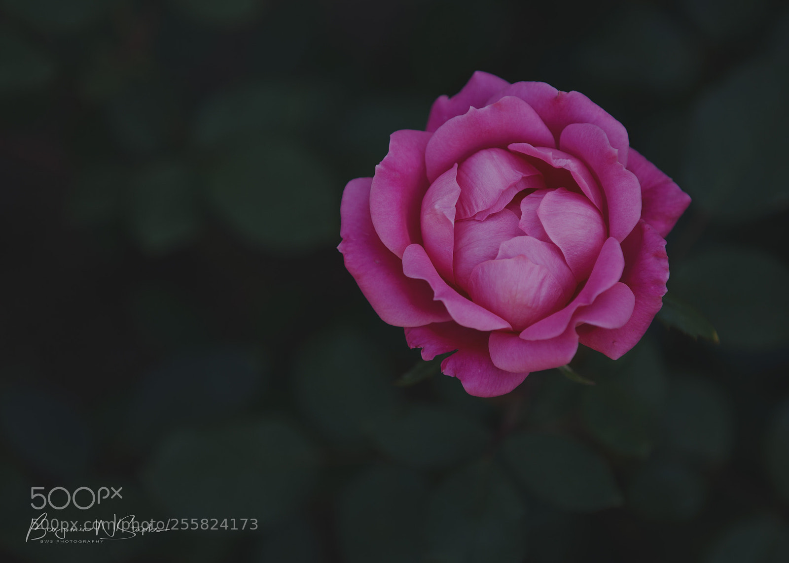 Canon EOS 80D sample photo. Knockout photography