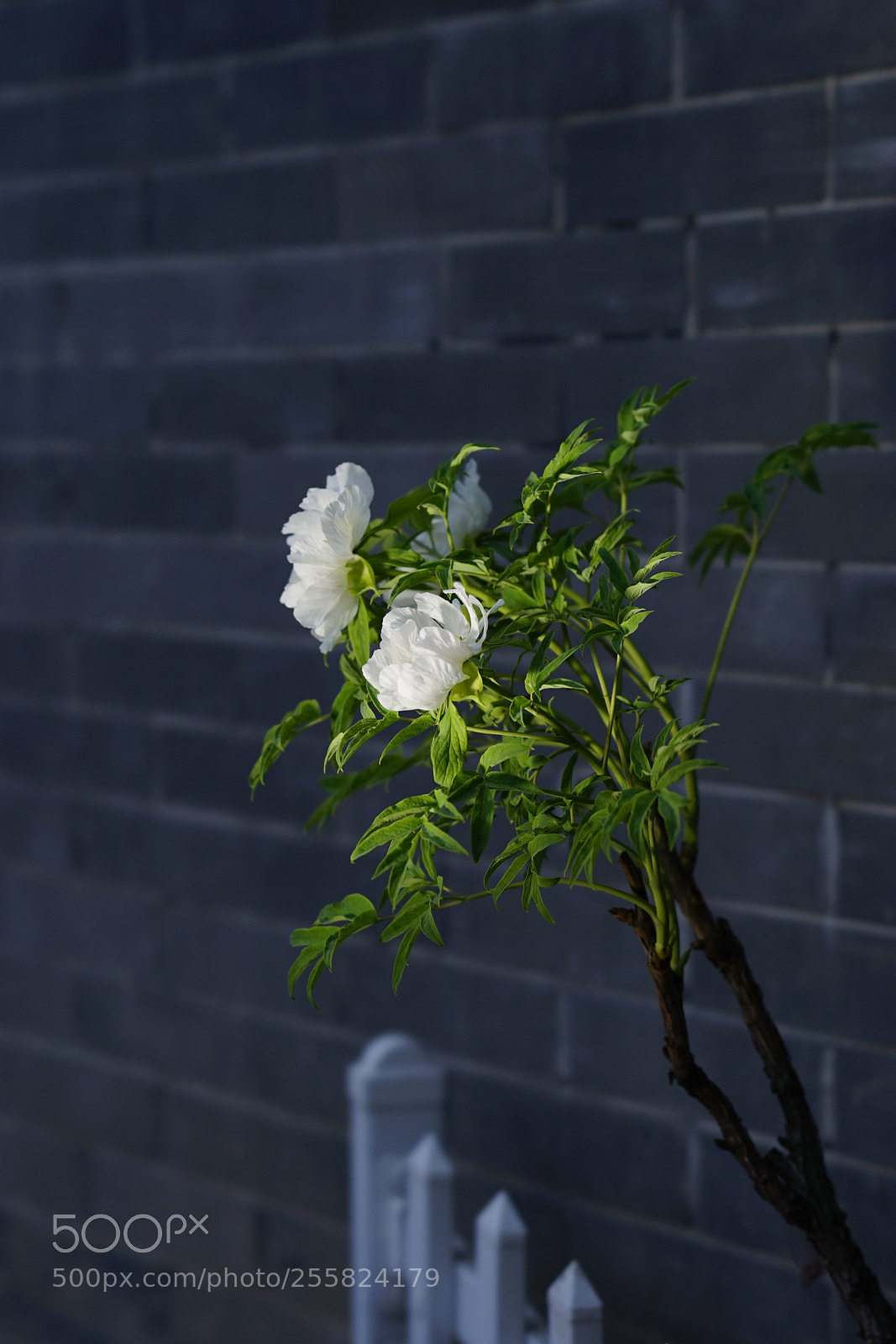 Sony a7 II sample photo. 鹤然 photography