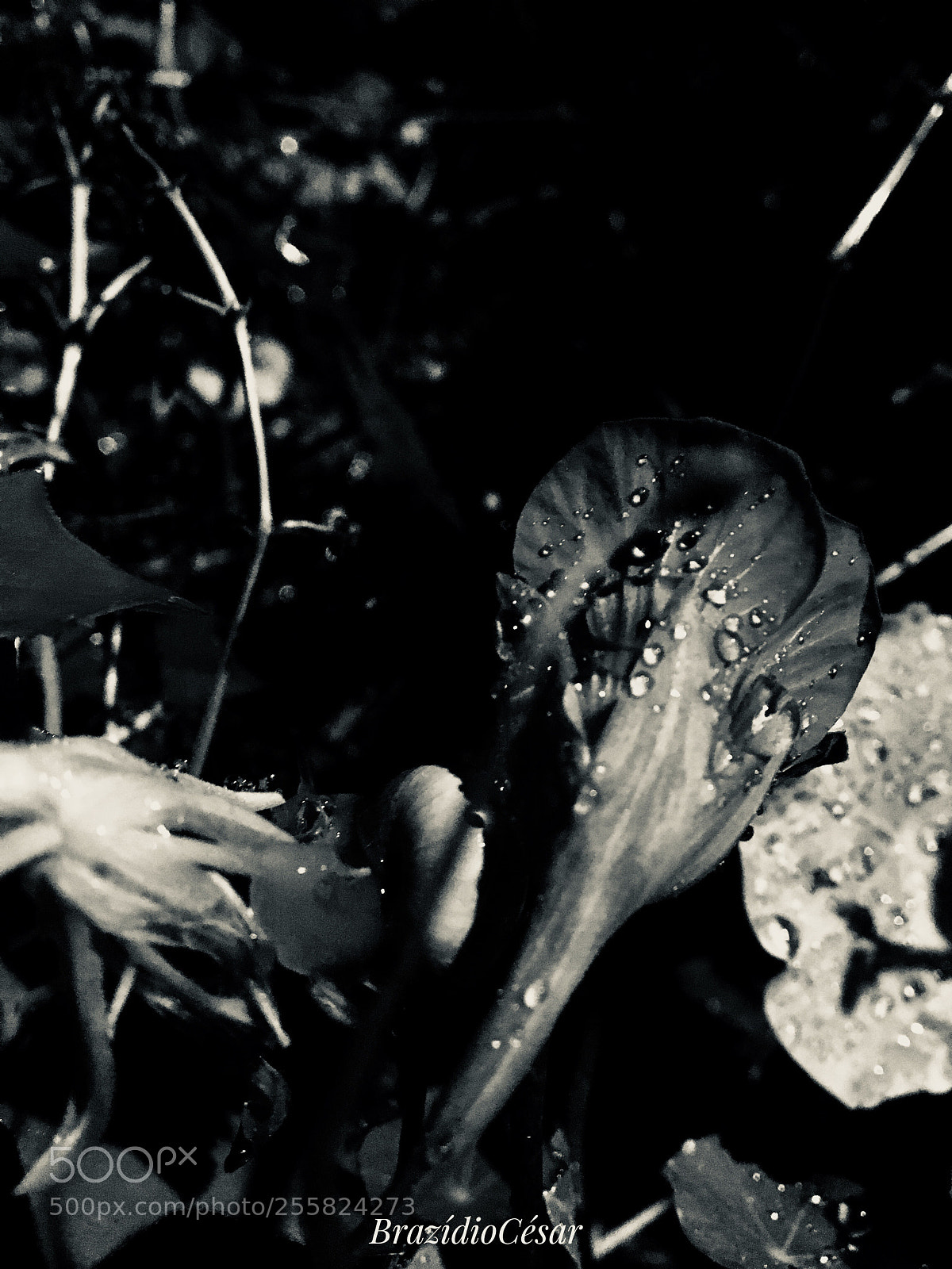 Apple iPhone 6s sample photo. Untitled photography