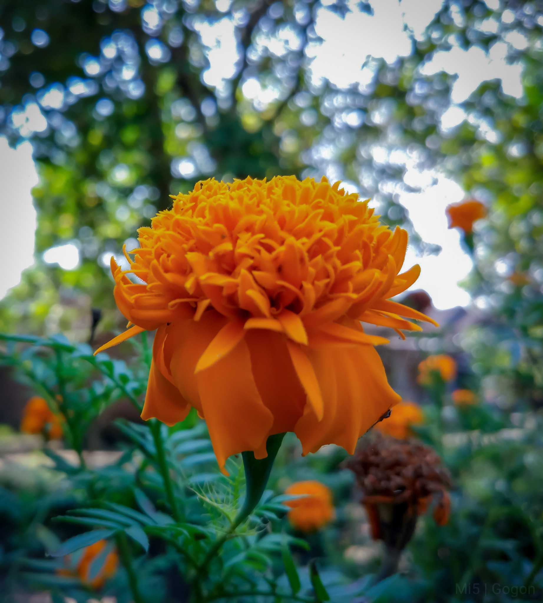 Xiaomi MI 5 sample photo. Sebut saja bunga photography