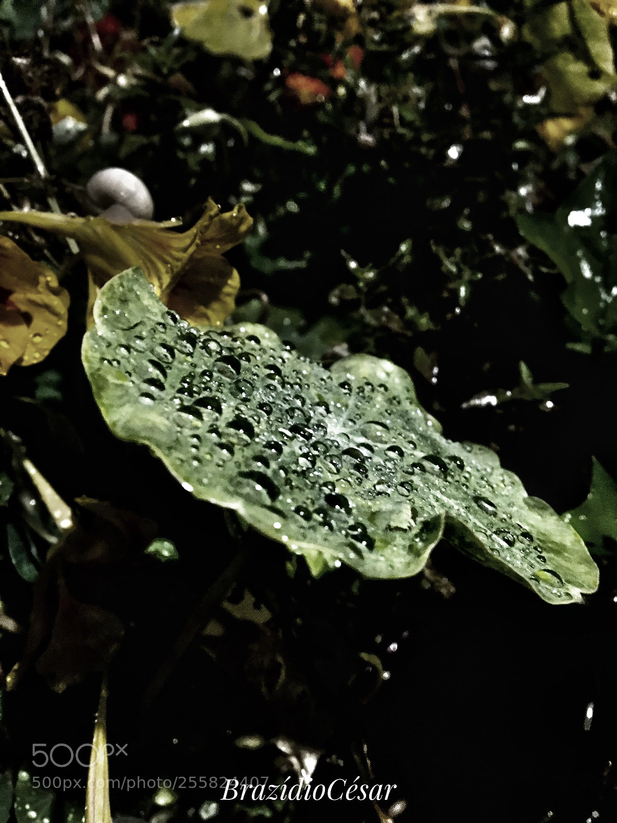 Apple iPhone 6s sample photo. Untitled photography