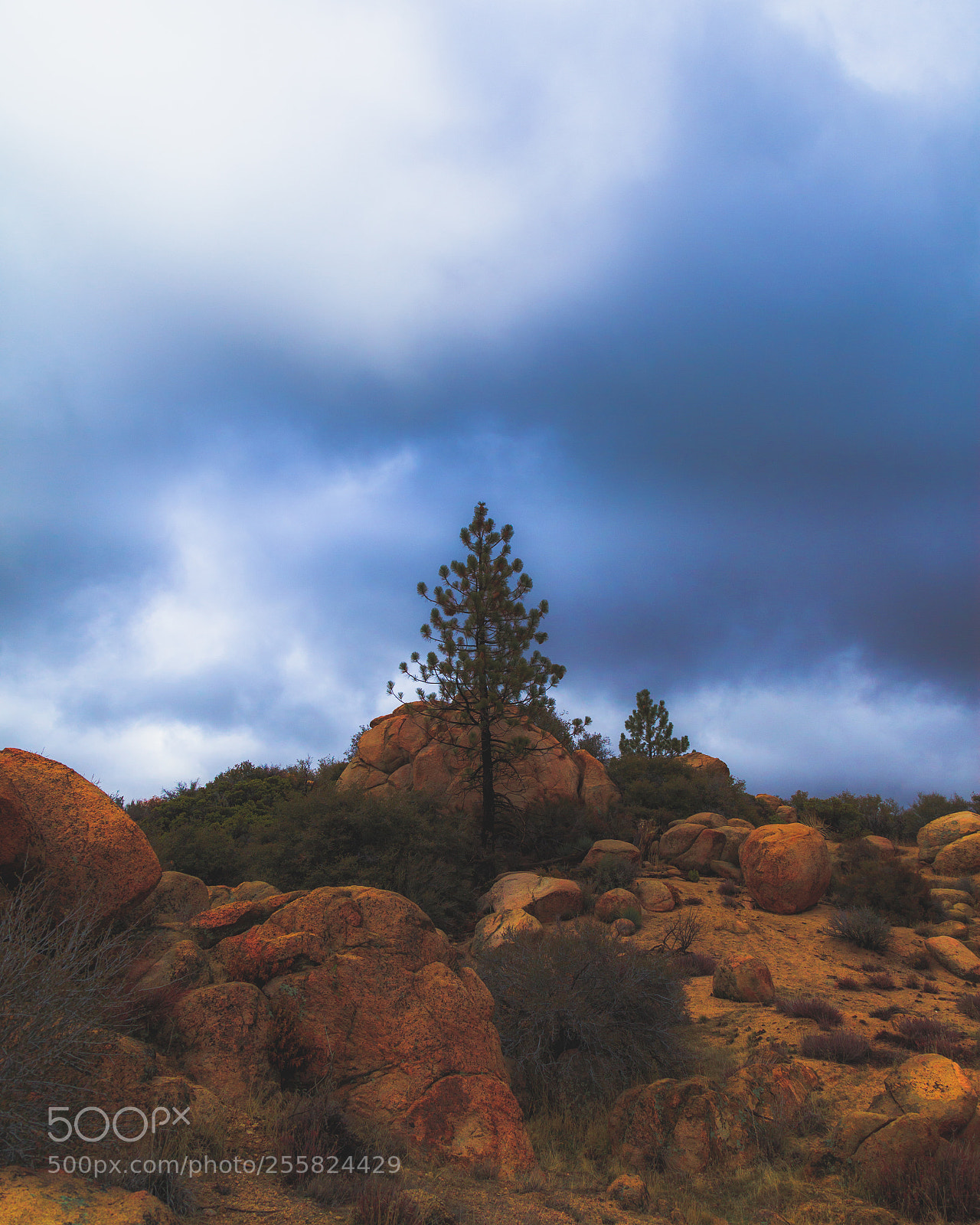 Canon EOS 5D Mark II sample photo. San bernardino national forest photography