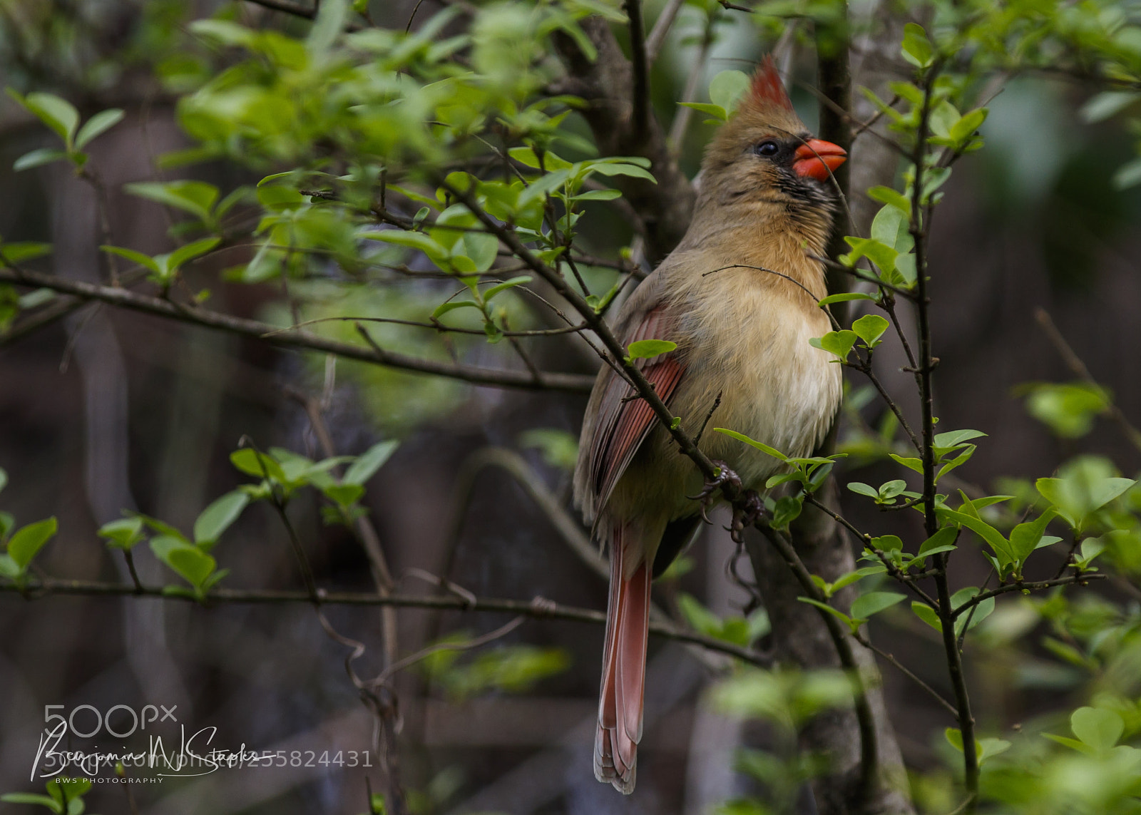 Canon EOS 80D sample photo. Female cardinal photography