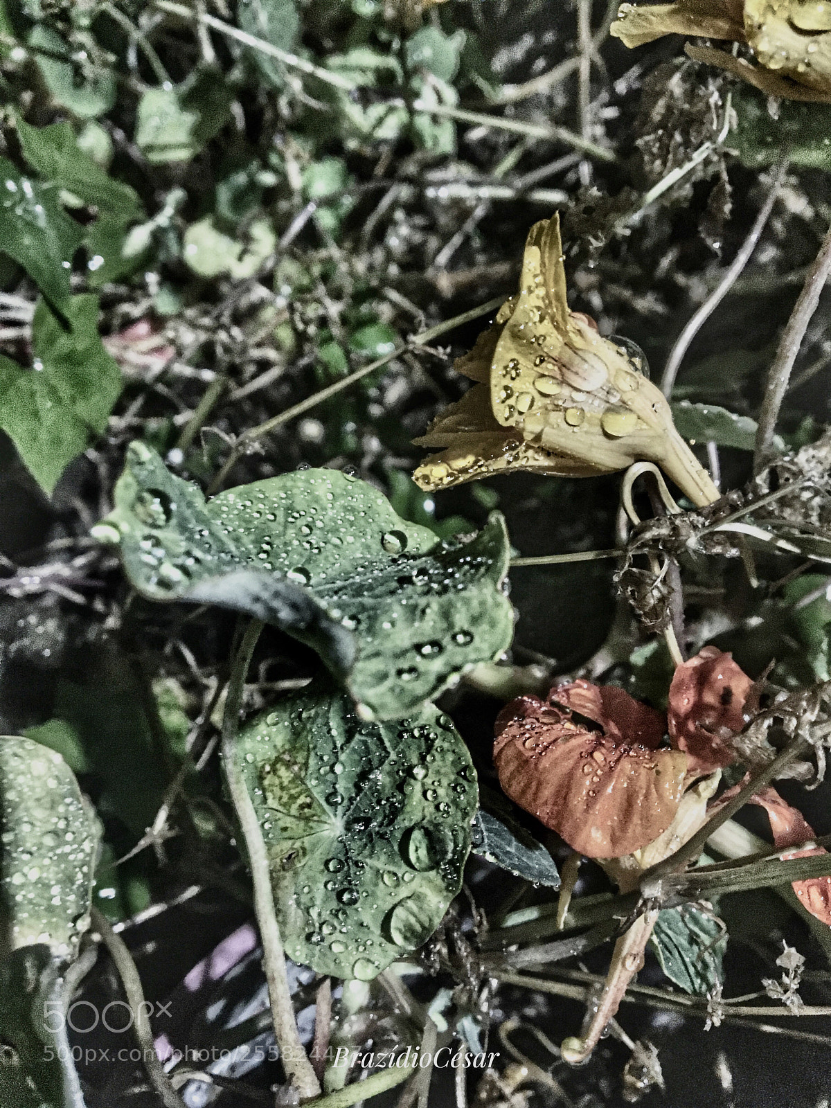 Apple iPhone 6s sample photo. Untitled photography