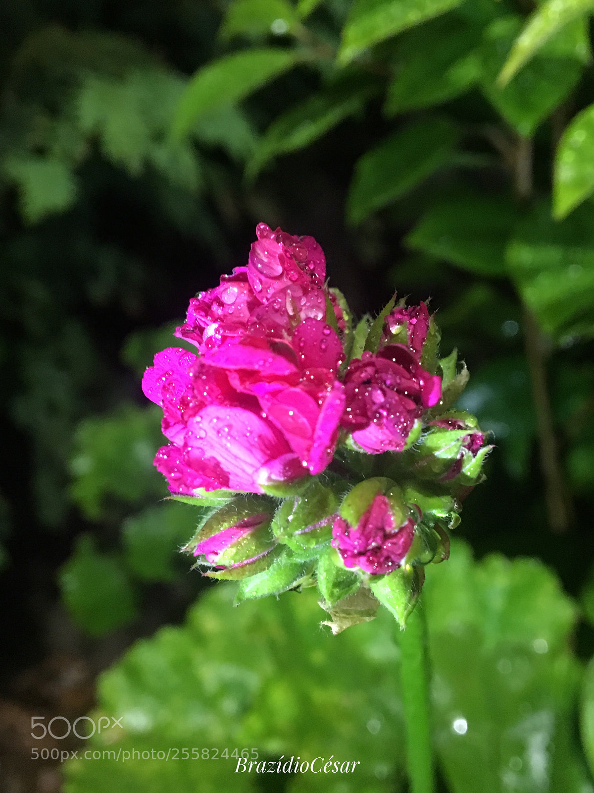 Apple iPhone 6s sample photo. Untitled photography
