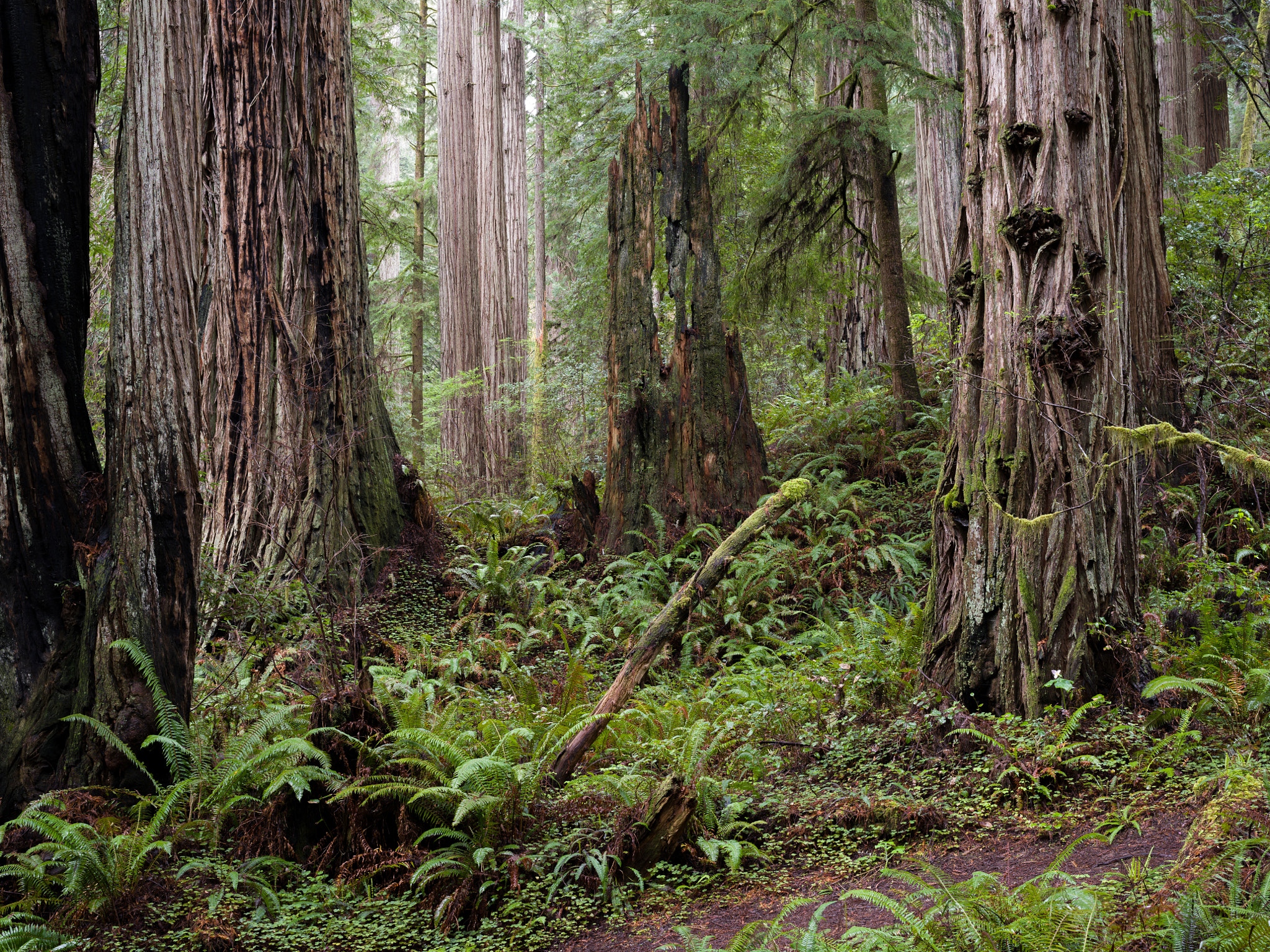 Pentax 645Z sample photo. Coast redwoods, ellsworth loop photography