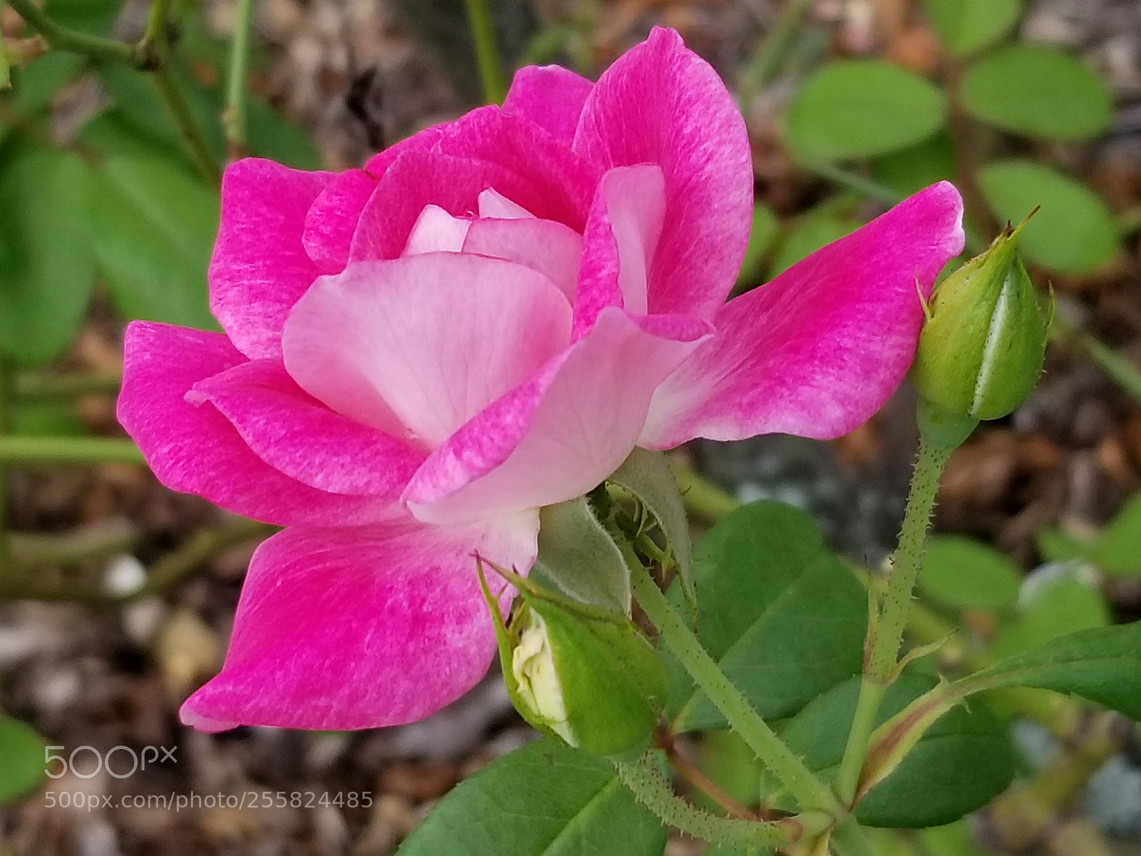 Samsung Galaxy S8 sample photo. Untitled photography