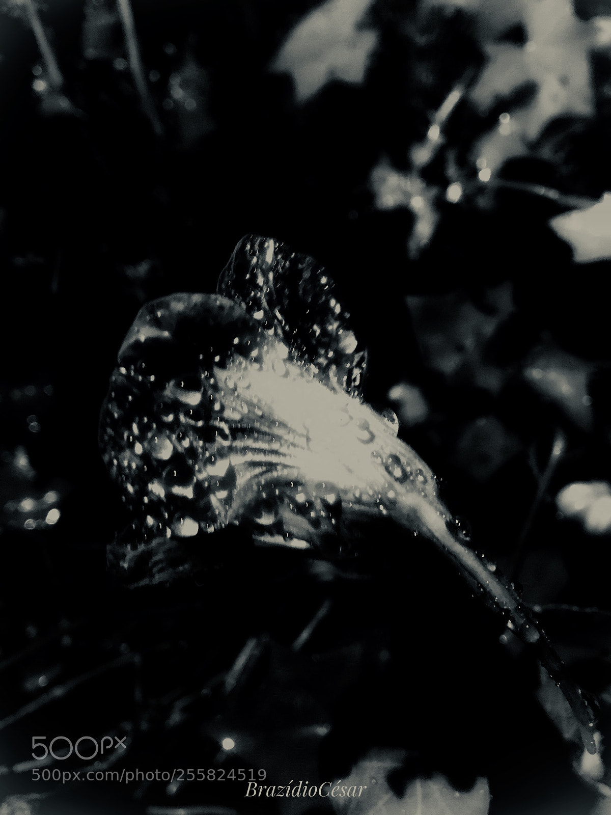 Apple iPhone 6s sample photo. Untitled photography