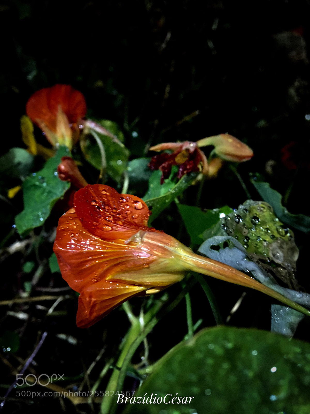 Apple iPhone 6s sample photo. Untitled photography