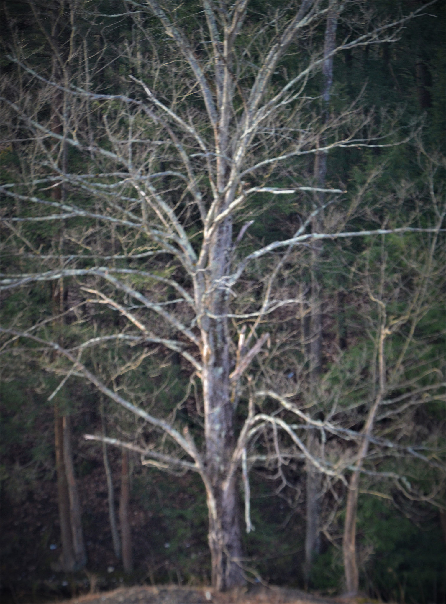 Nikon D3100 sample photo