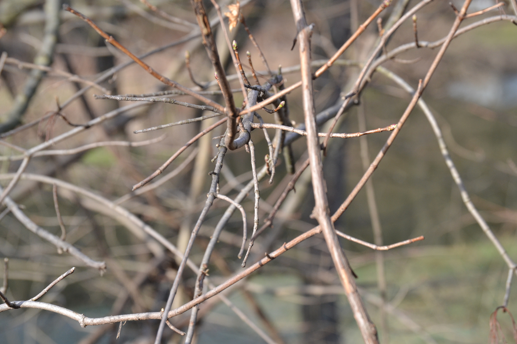 Nikon D3100 sample photo