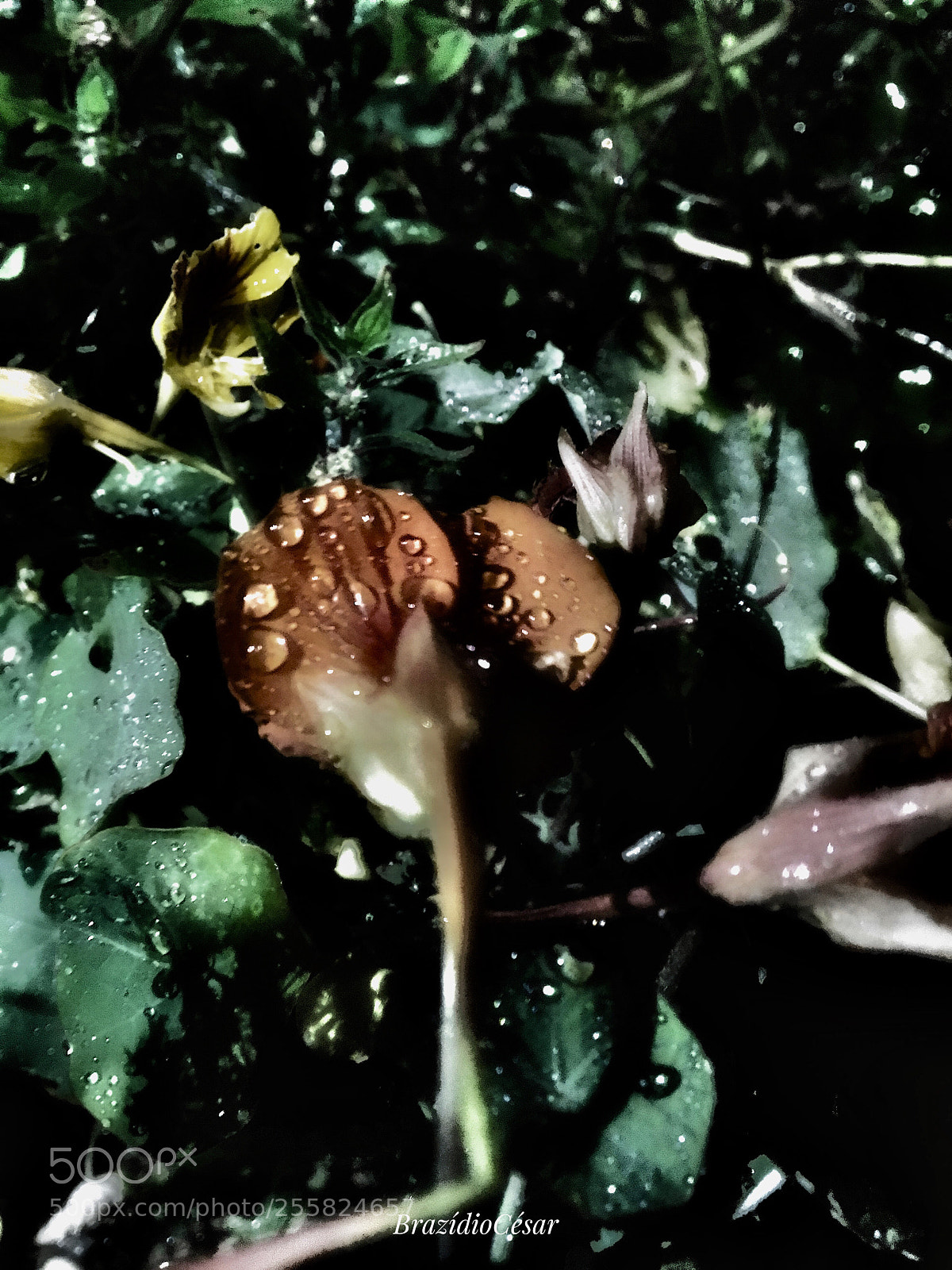 Apple iPhone 6s sample photo. Untitled photography