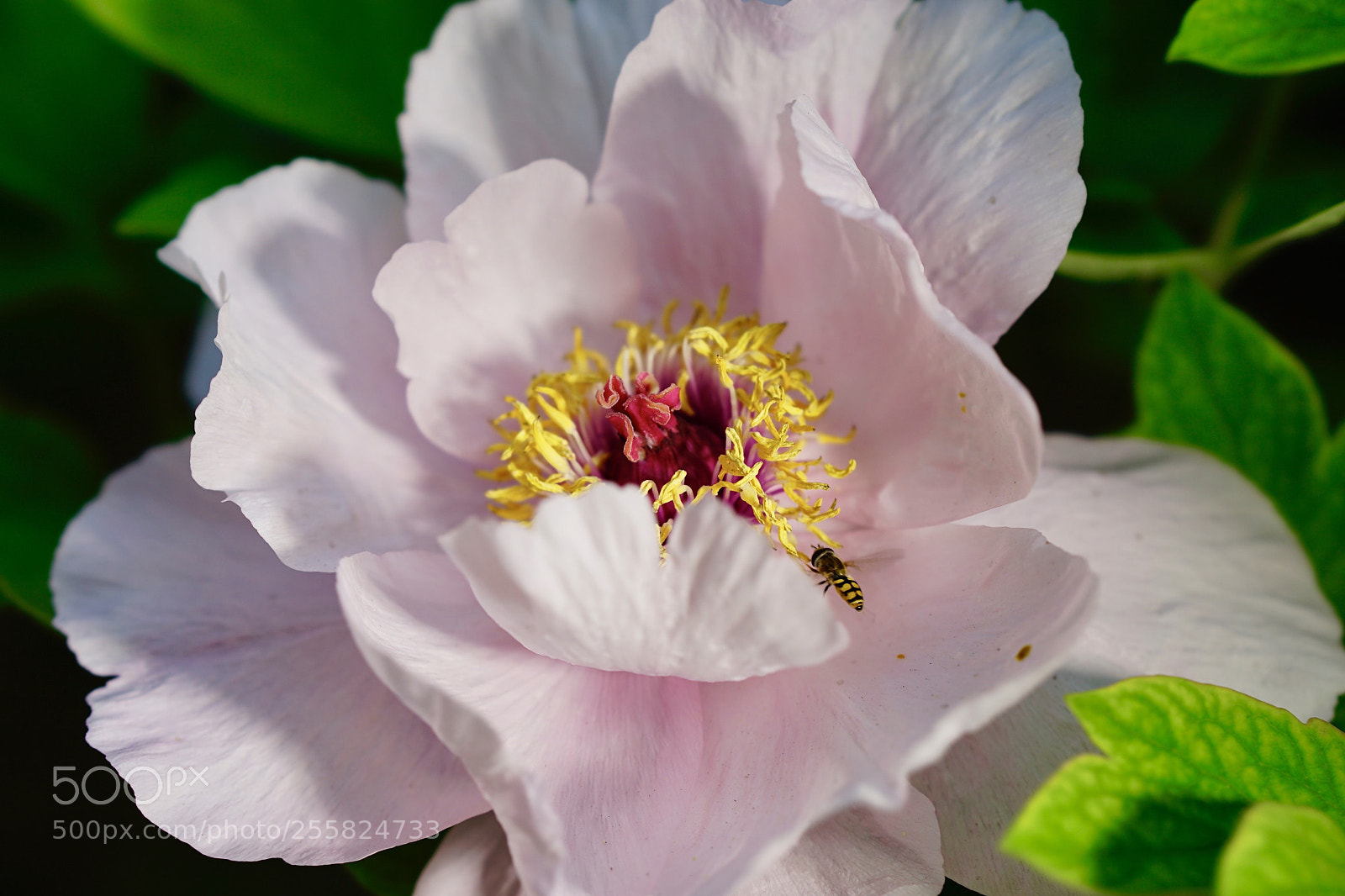 Sony a7 II sample photo. 熟客 photography