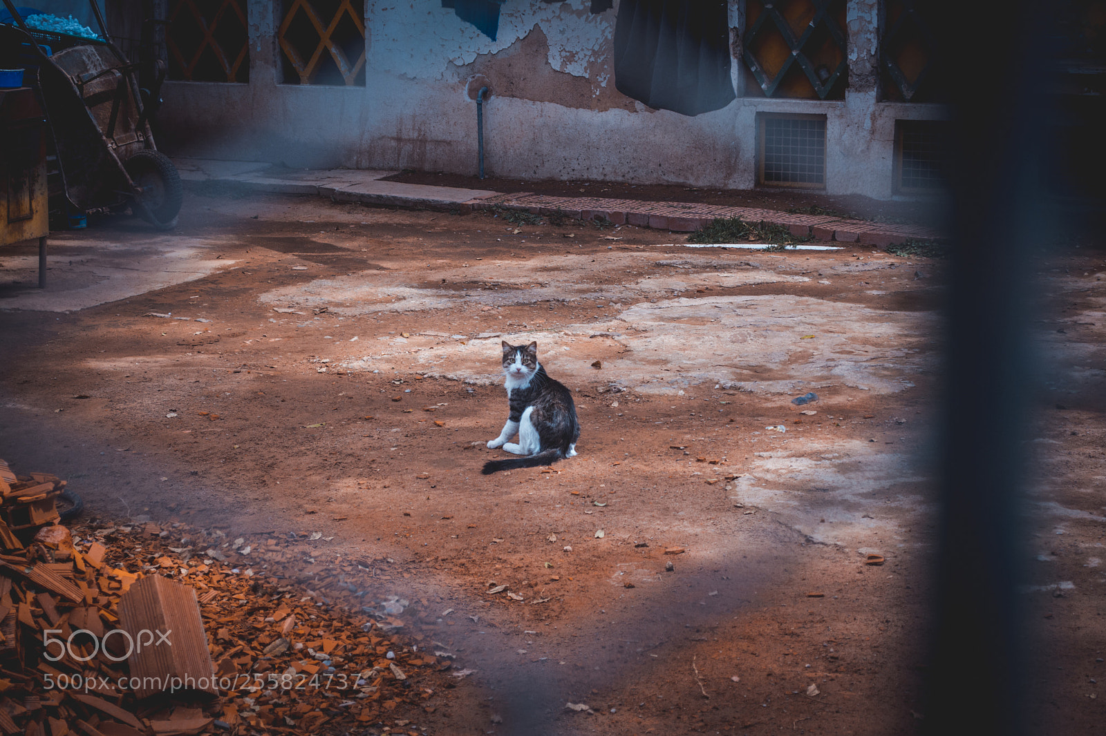 Nikon D5200 sample photo. Cat around photography