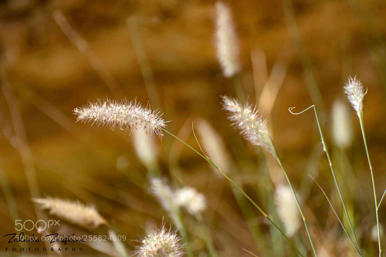 Nikon D800E sample photo. Untitled photography