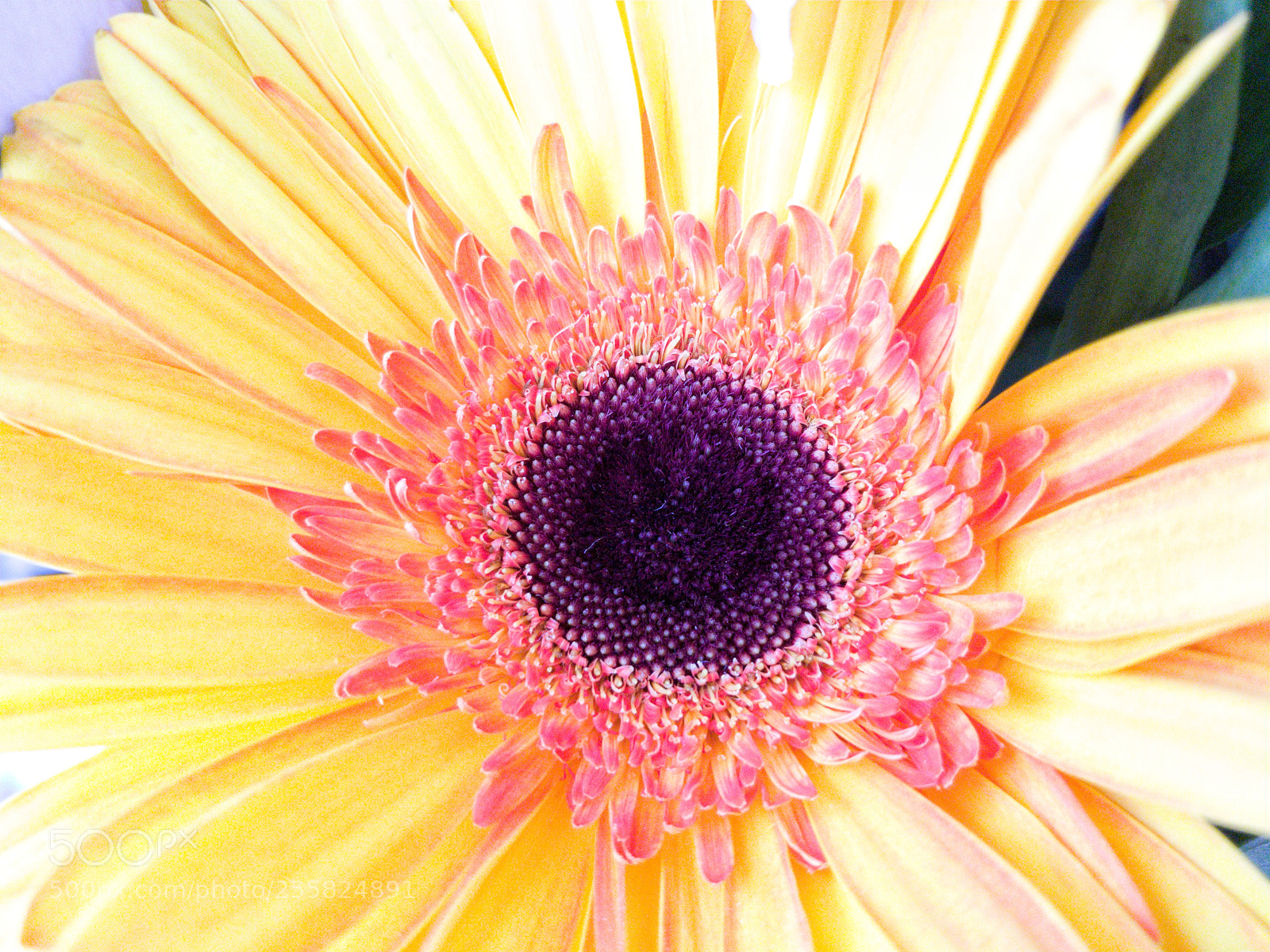 Samsung Galaxy S8+ sample photo. Sunflower_purple_roses_001.jpg photography