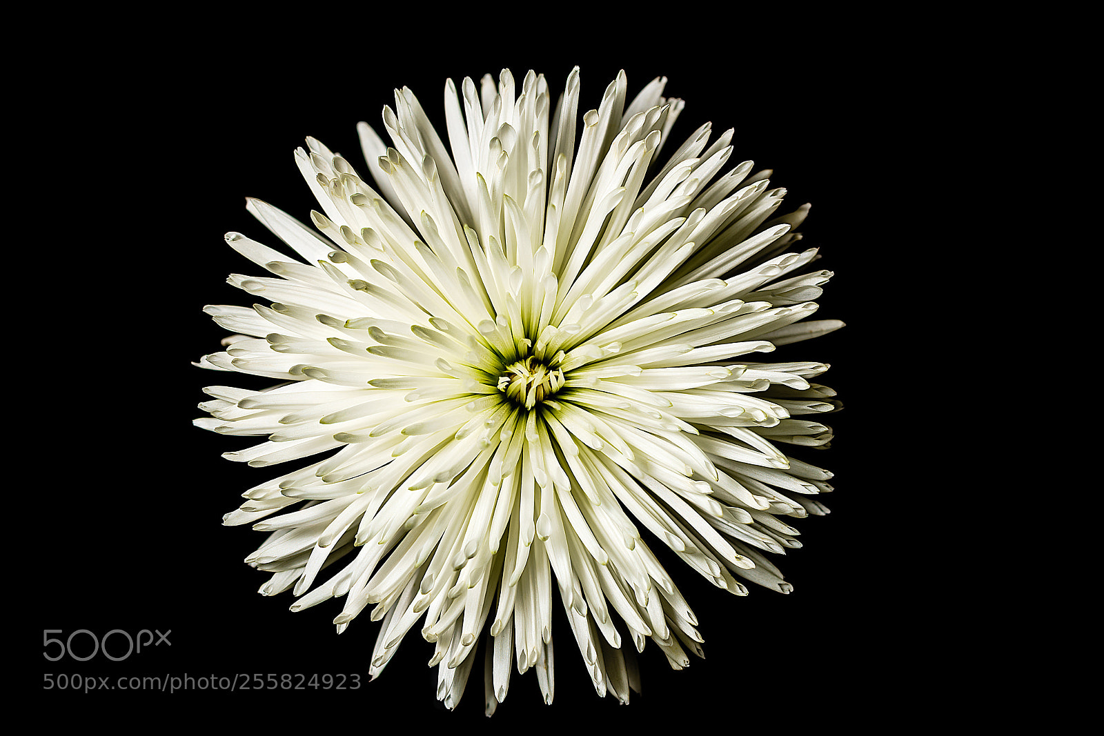 Sony a7R II sample photo. Spider chrysanthemum photography