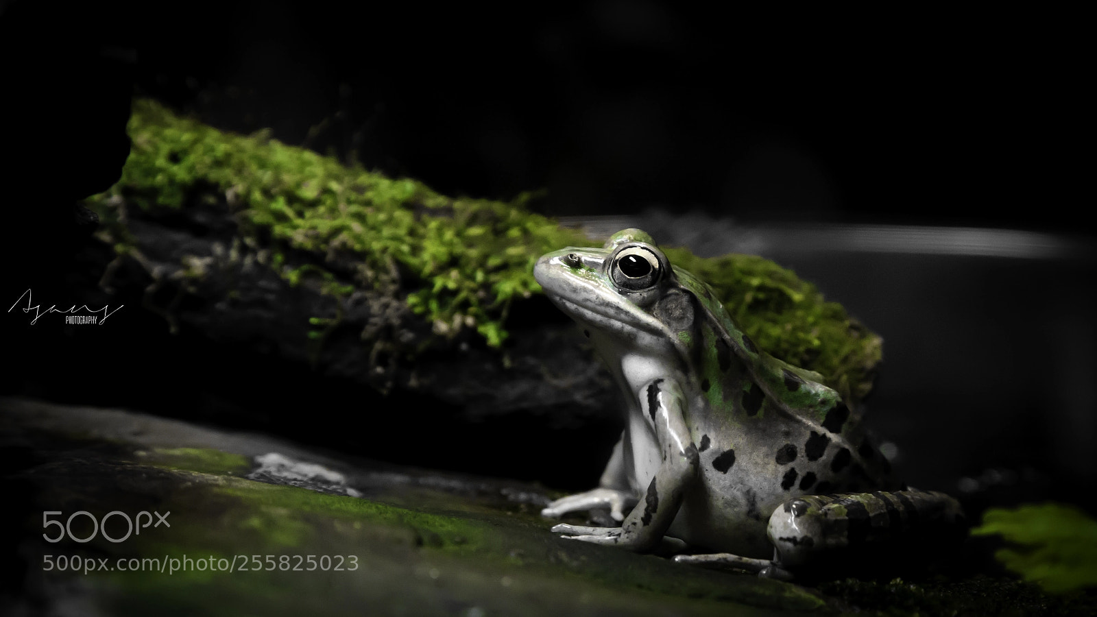 Canon EOS 6D sample photo. A green frog photography