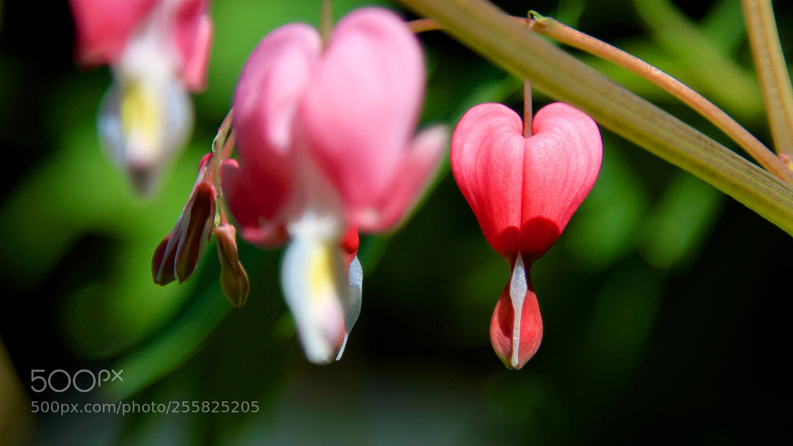 Canon EOS 7D sample photo. Bleeding heart photography