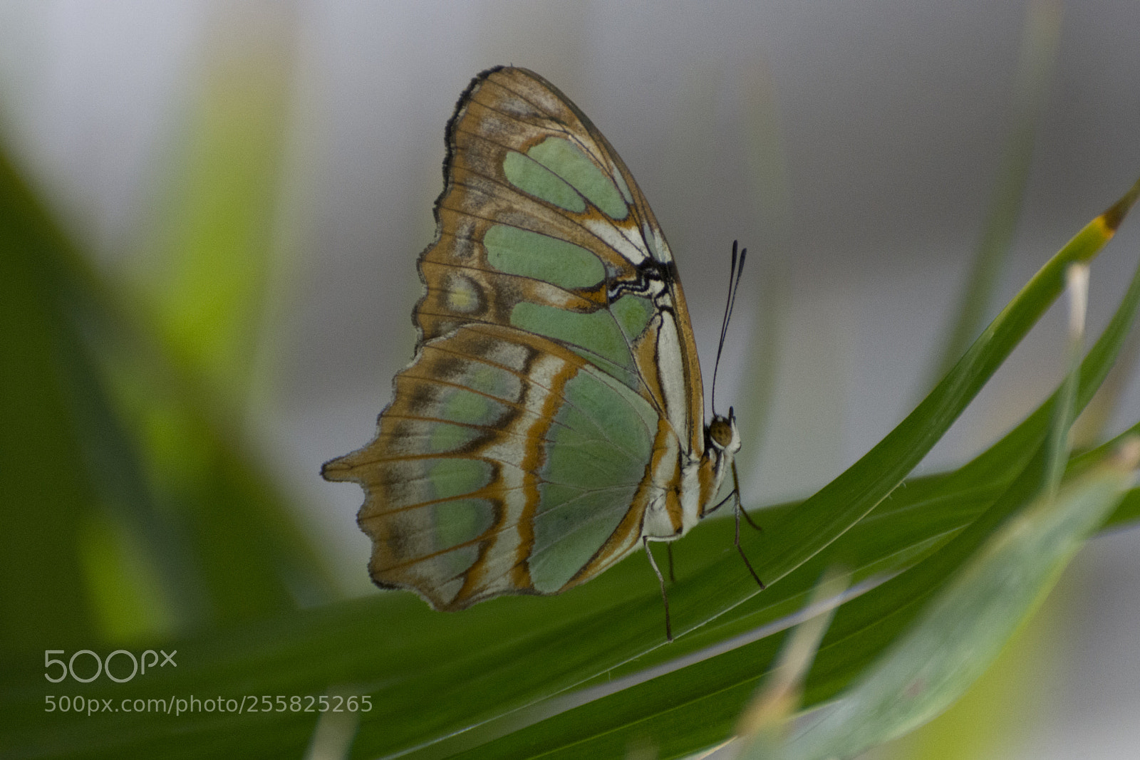 Nikon D7200 sample photo. Butterfly 2018-13 photography