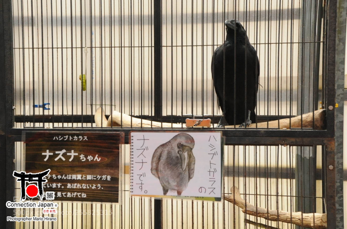 Nikon D700 sample photo. Sakura photography