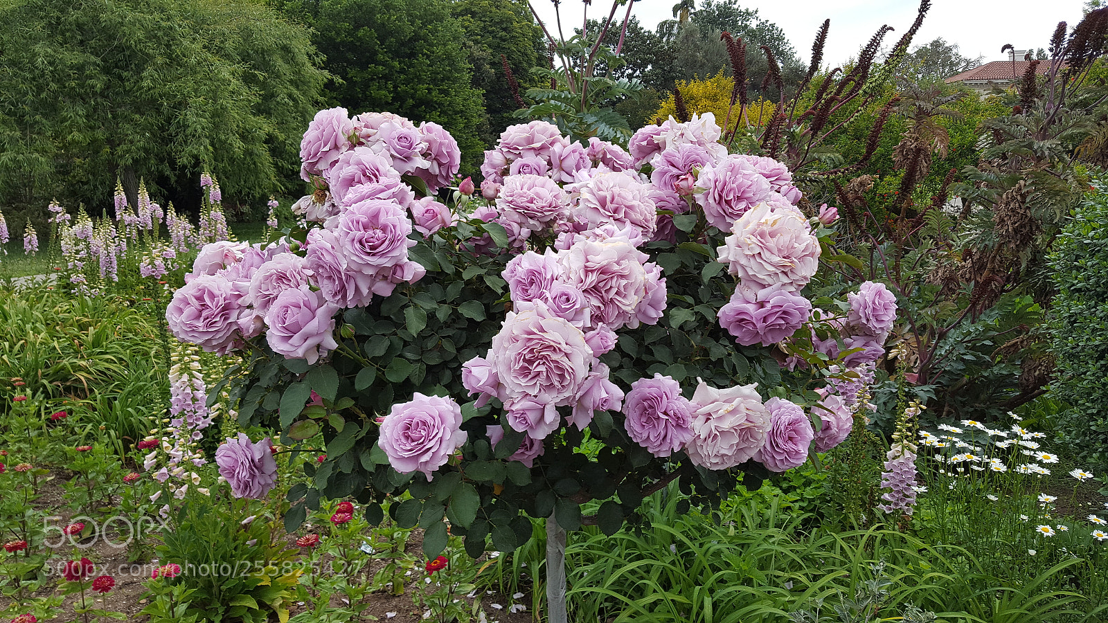 Samsung Galaxy S6 sample photo. Untitled photography
