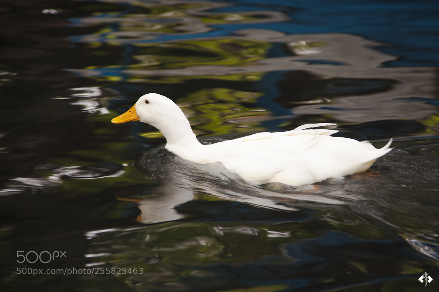 Canon EOS 5D Mark II sample photo. Pato photography