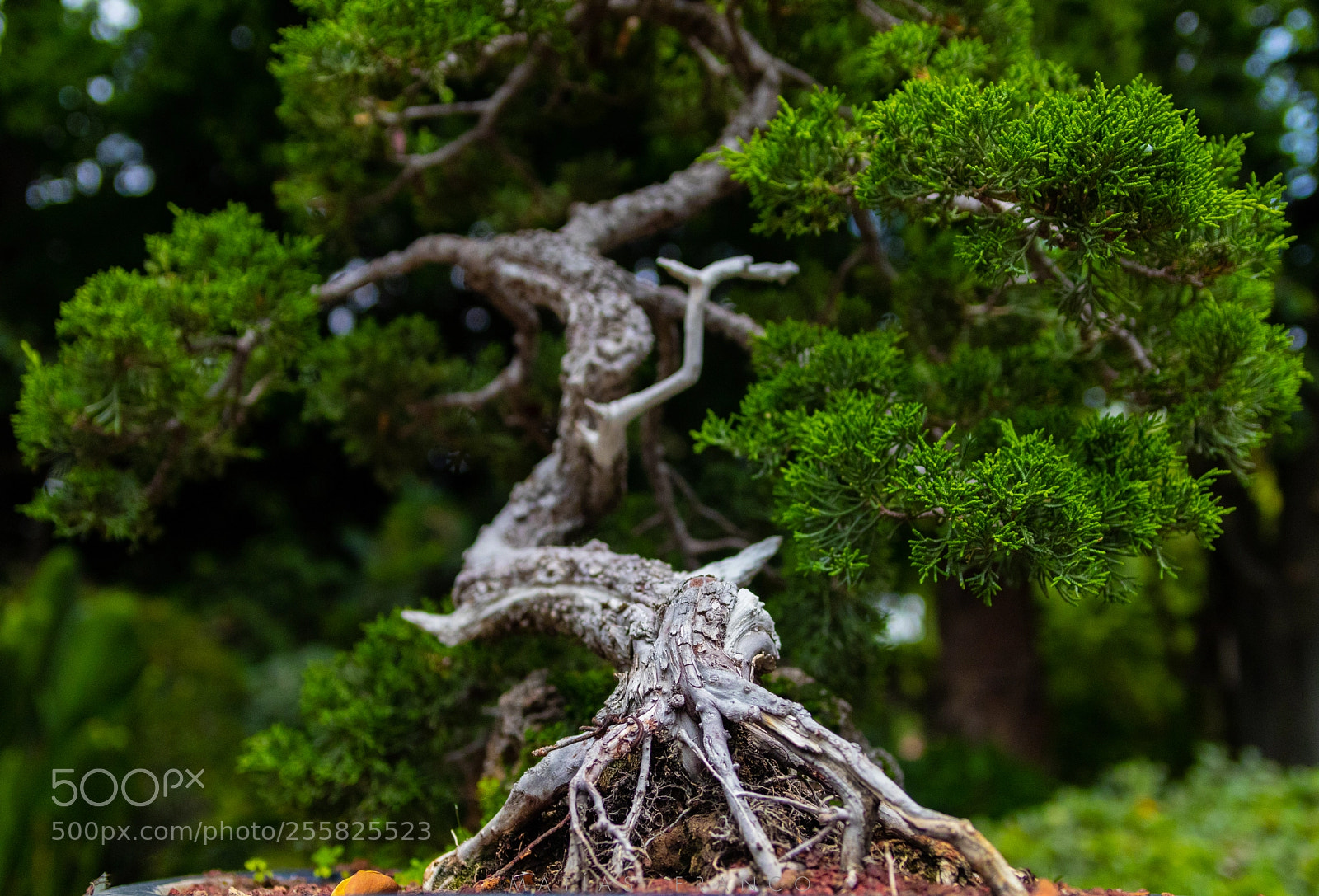Canon EOS 80D sample photo. My roots photography