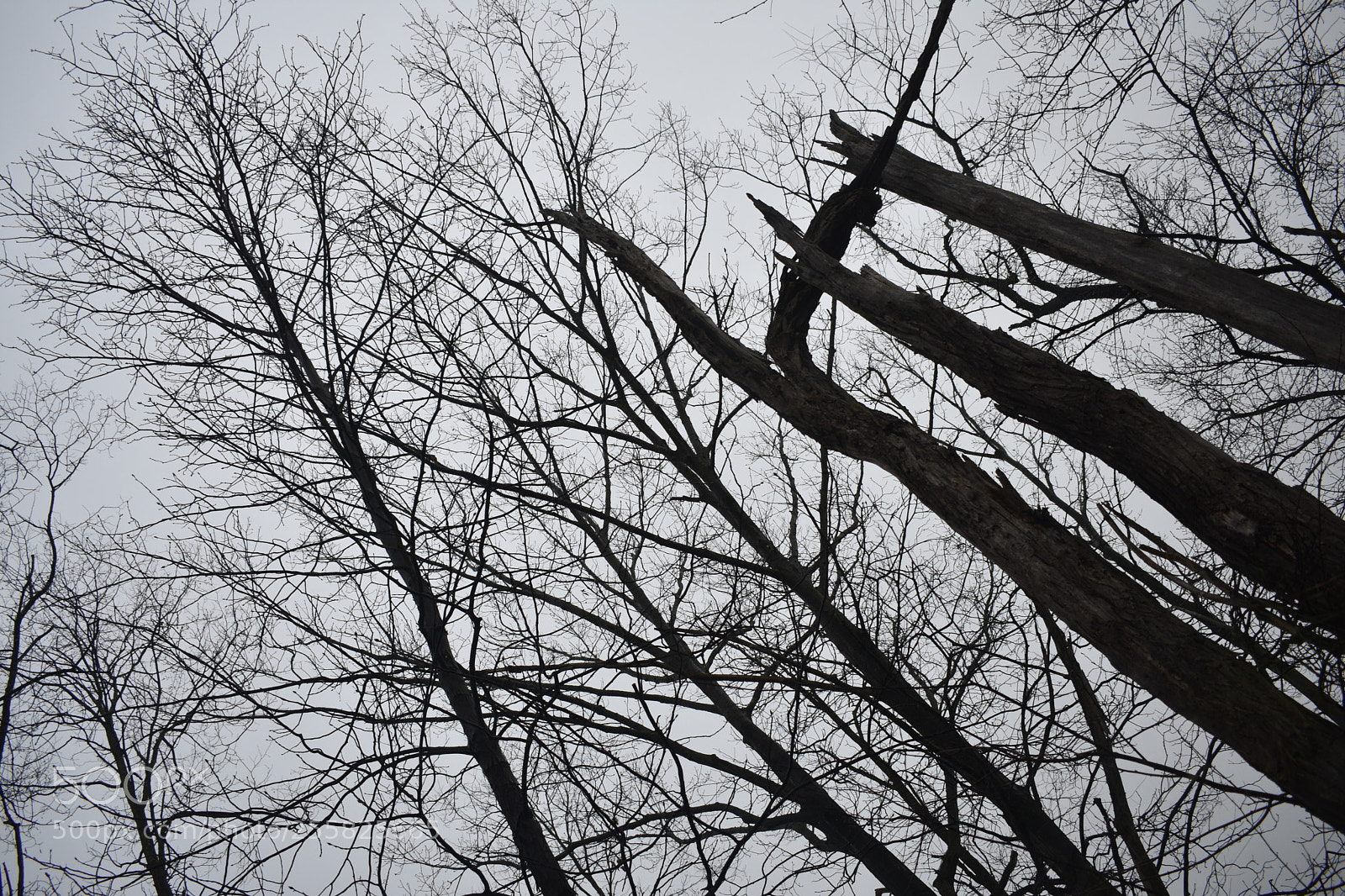 Nikon D3400 sample photo. Spring awaits photography