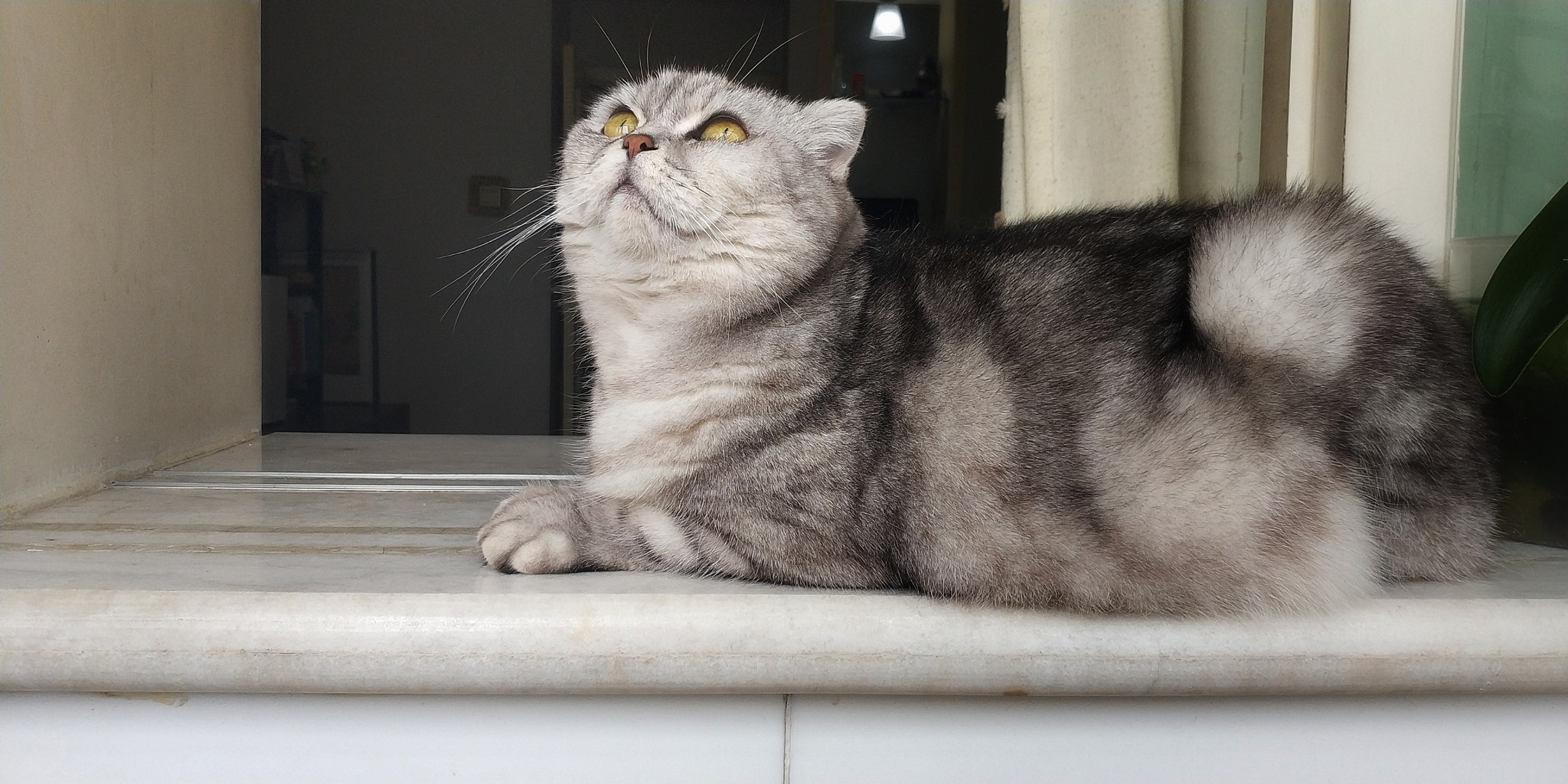 Xiaomi MIX 2 sample photo. Cat photography