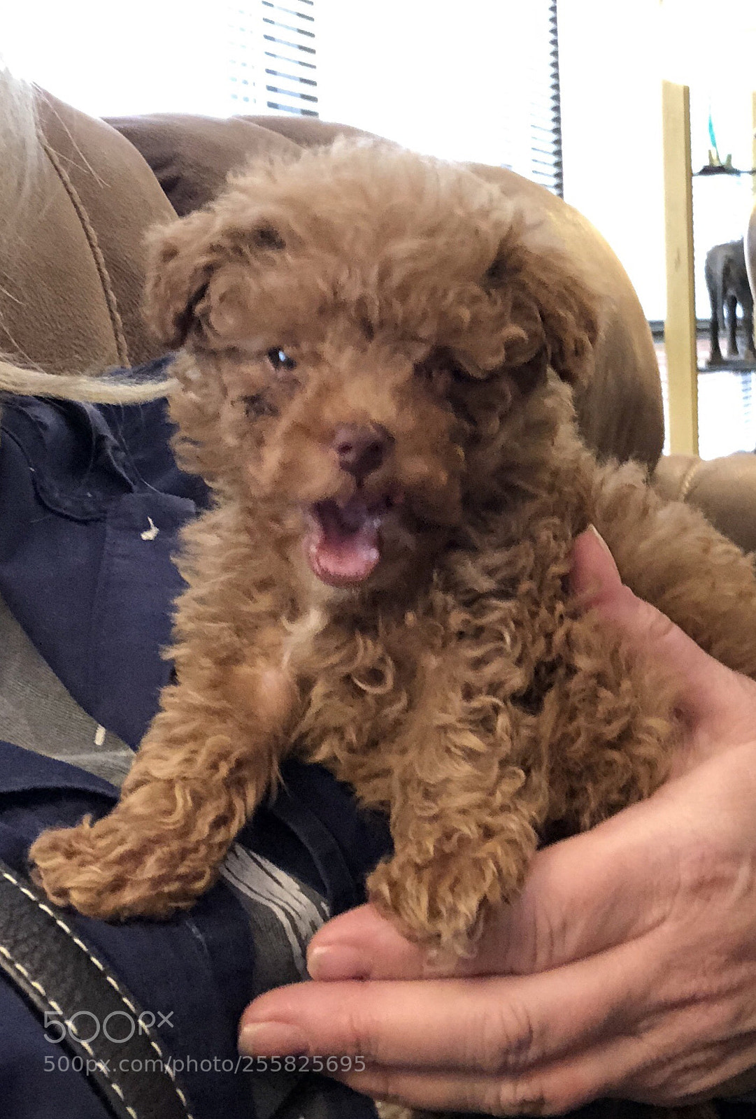 Apple iPhone X sample photo. Red teacup poodle photography