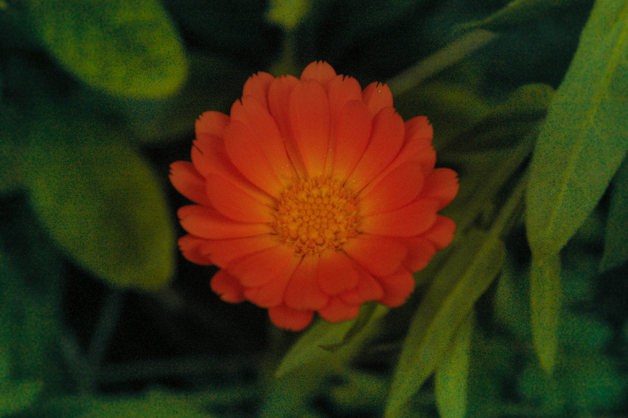Pentax K100D Super sample photo. Another version of sun photography