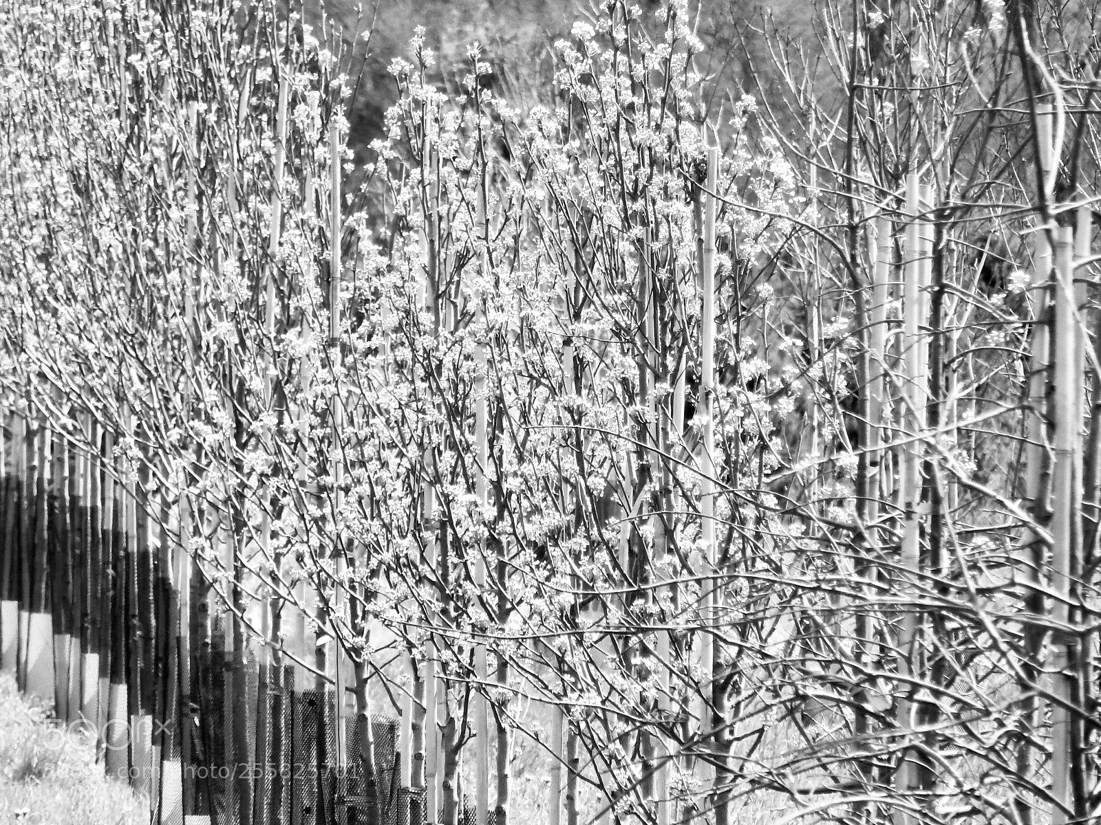 Nikon Coolpix L820 sample photo. Black & white blossums photography