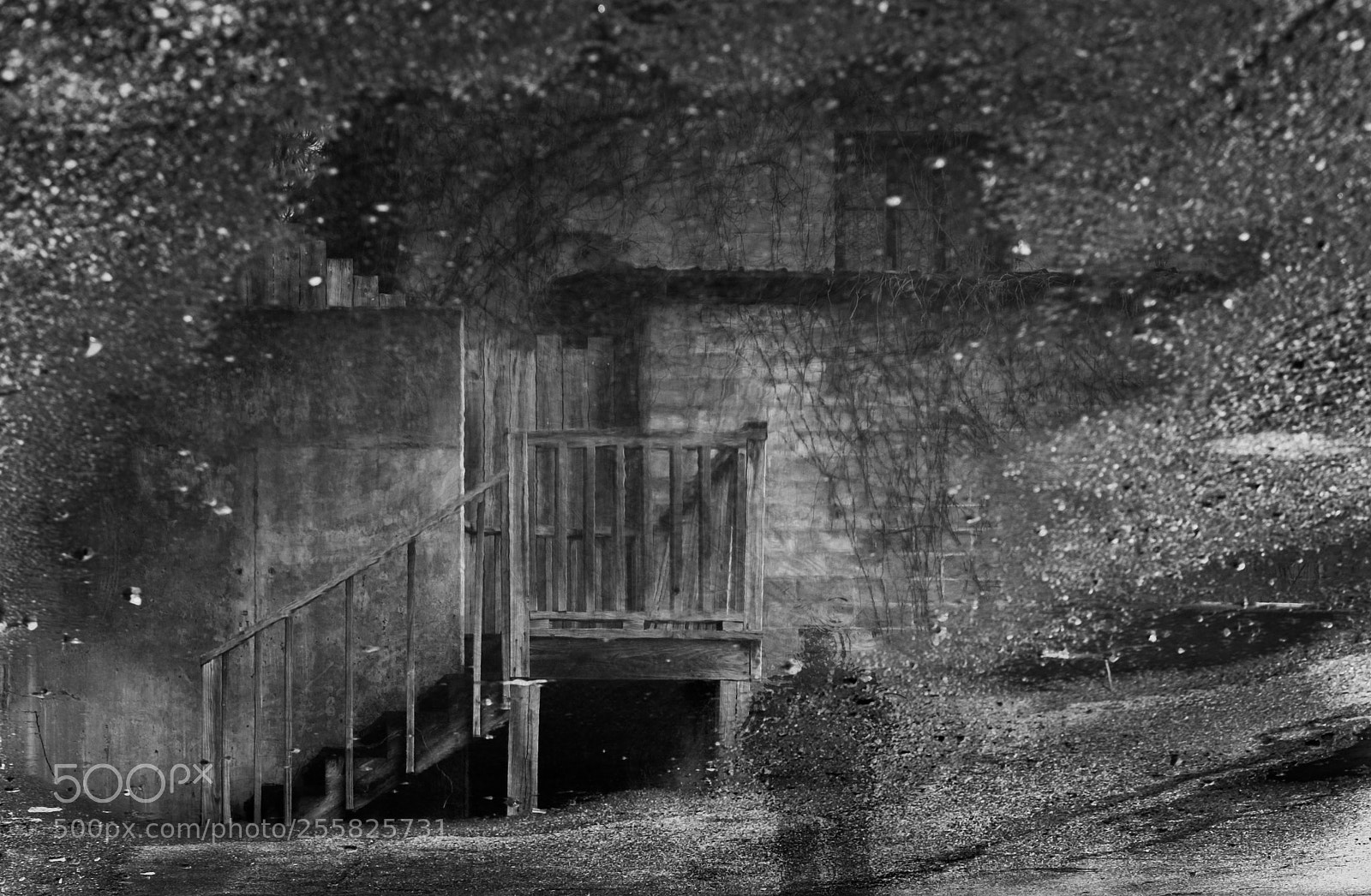 Fujifilm X-E2 sample photo. The watcher photography