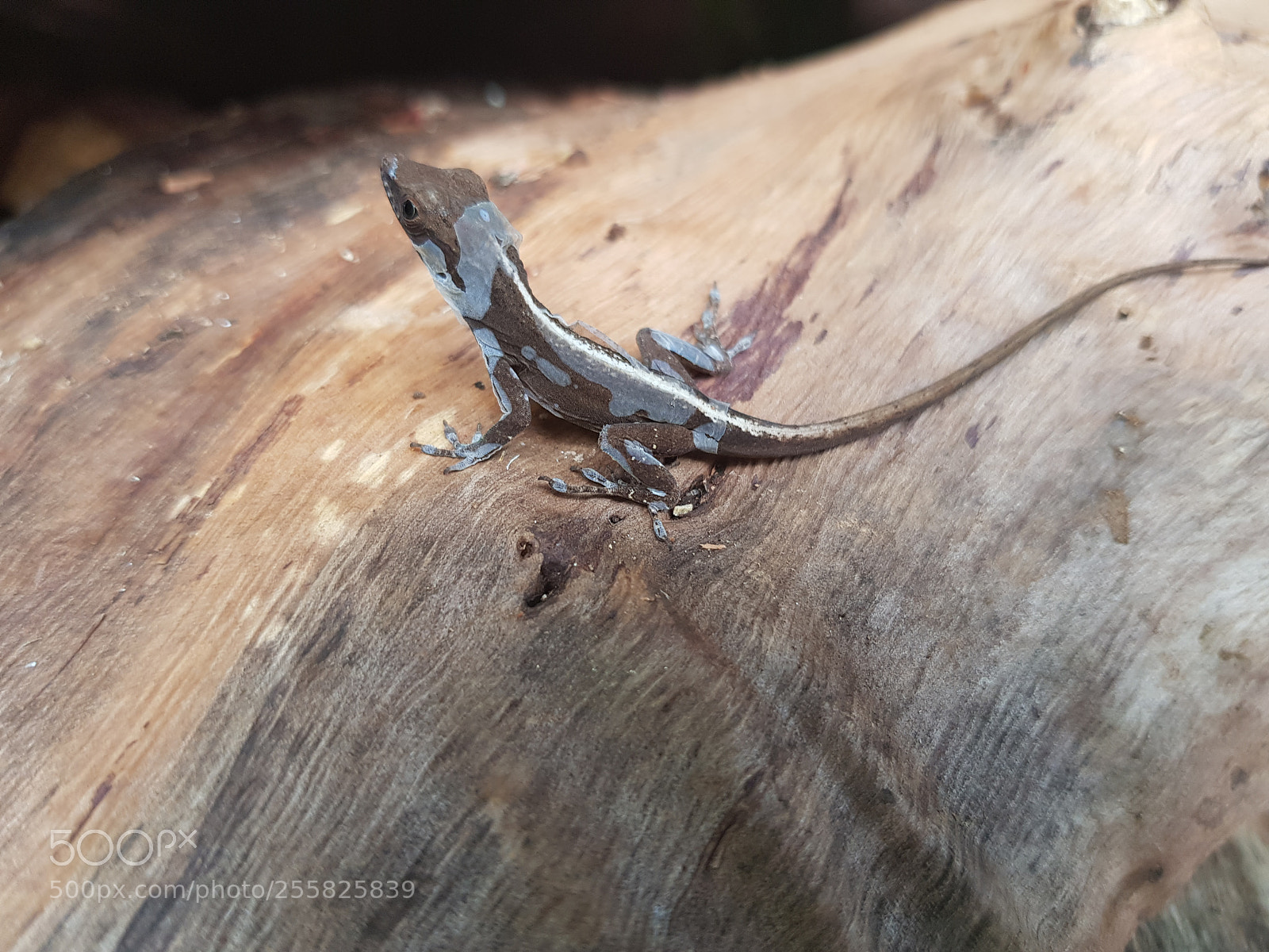 Samsung Galaxy S8+ sample photo. Lizard photography