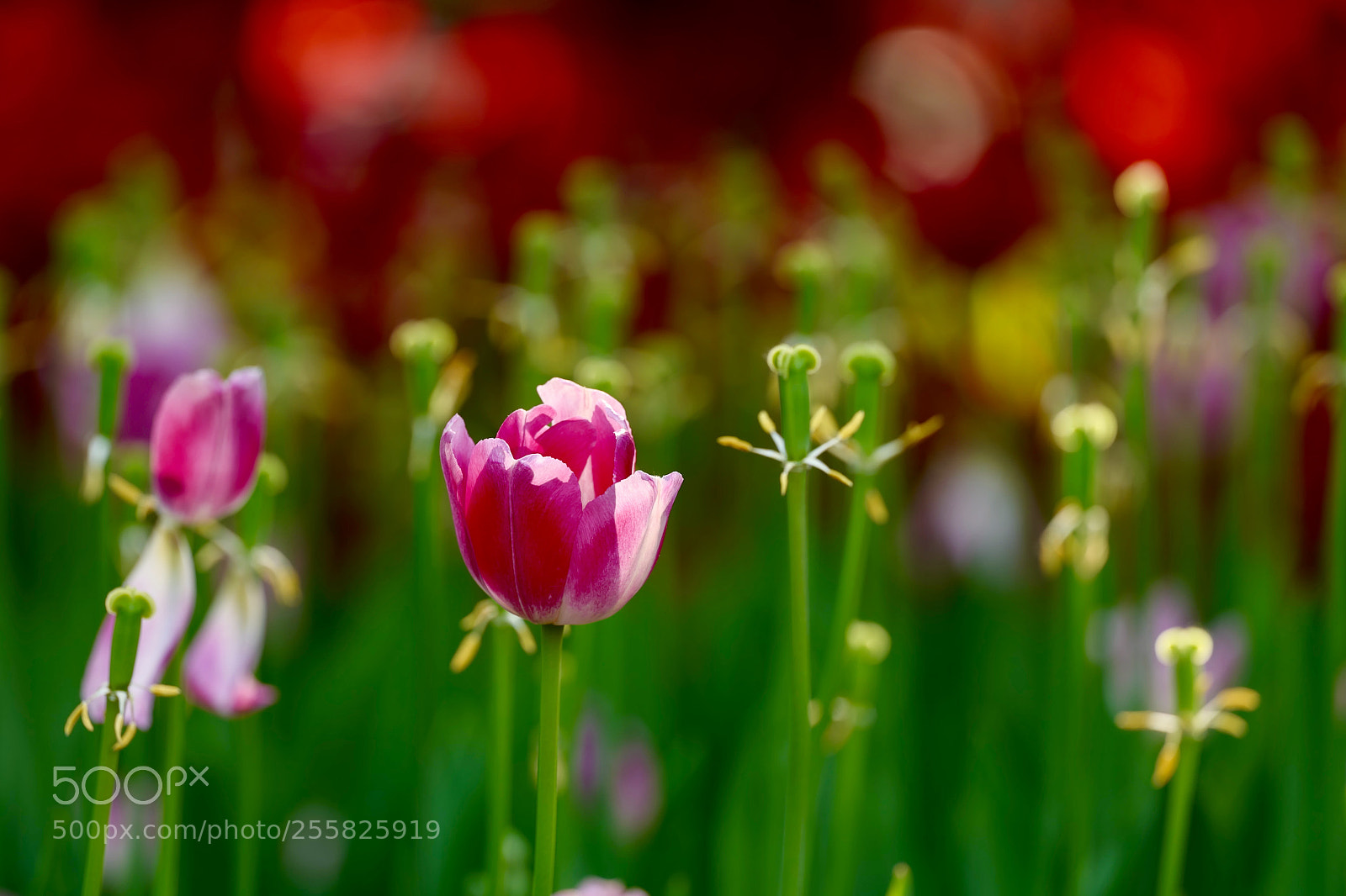 Leica SL (Typ 601) sample photo. Untitled photography