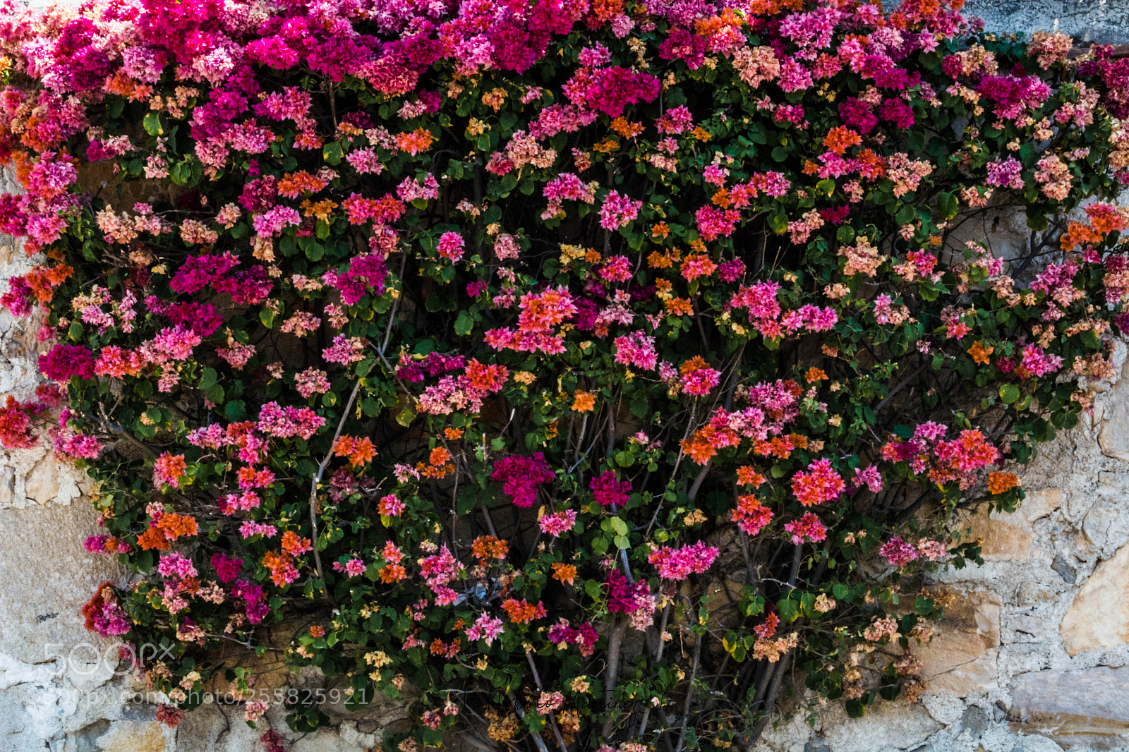 Nikon D5200 sample photo. Flowers photography