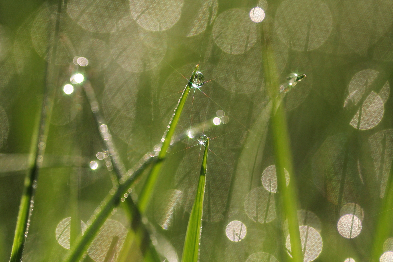 Sigma 150mm f/2.8 EX DG OS HSM APO Macro sample photo. In the grass photography