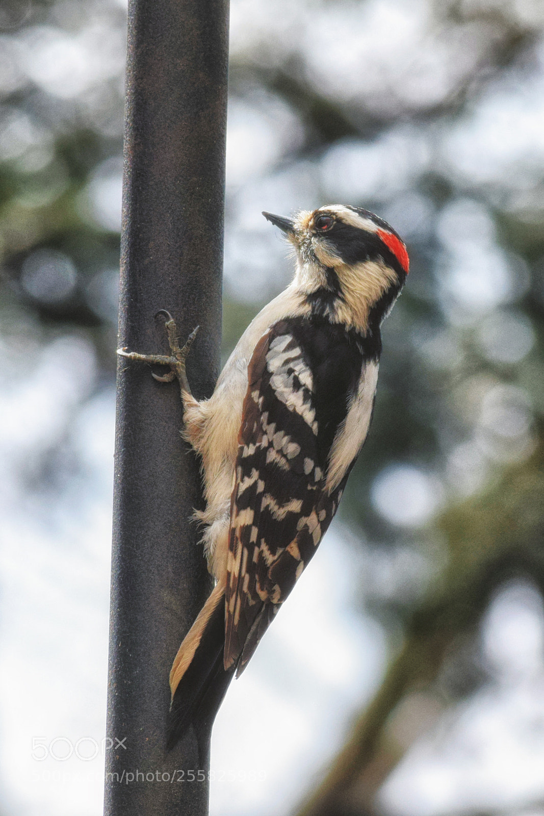 Nikon D3300 sample photo. Woodpecker photography