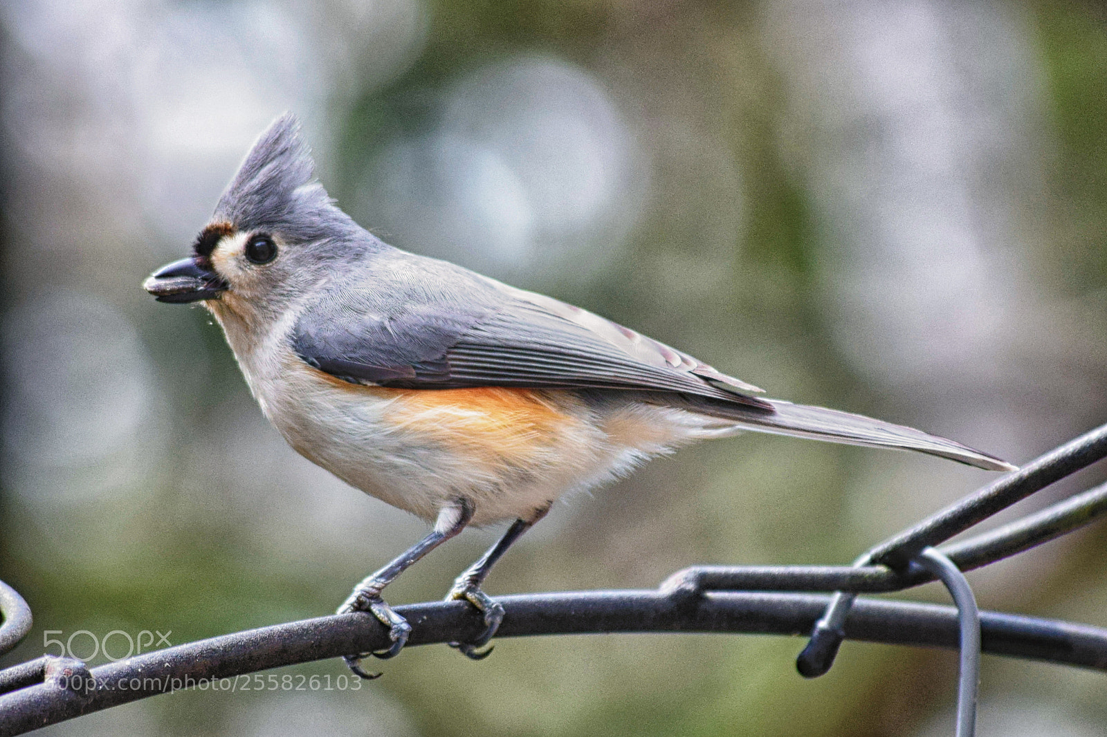 Nikon D3300 sample photo. Titmouse photography