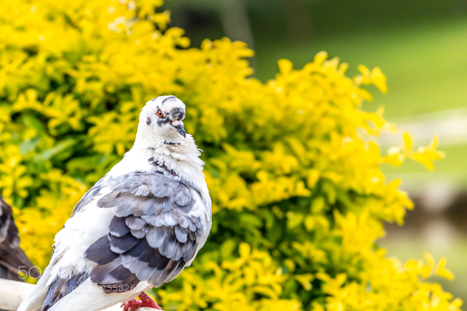 Canon EOS 1200D (EOS Rebel T5 / EOS Kiss X70 / EOS Hi) sample photo. Pigeon photography