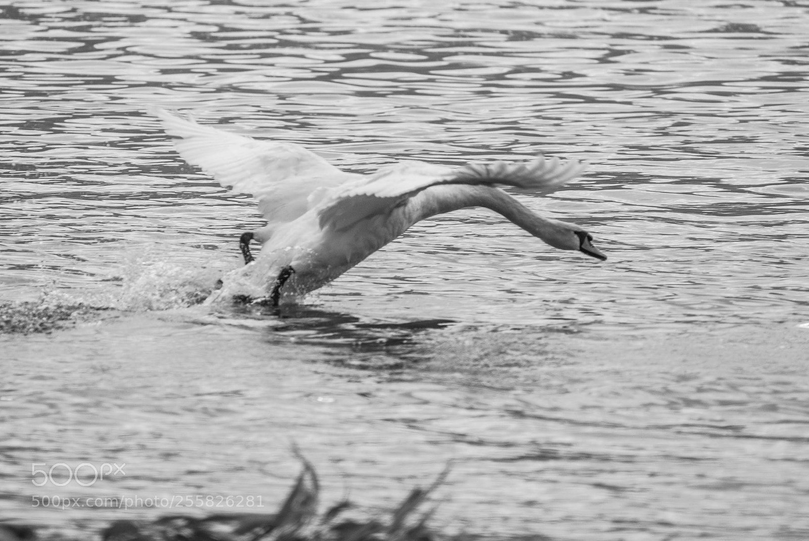 Nikon D200 sample photo. Untitled photography
