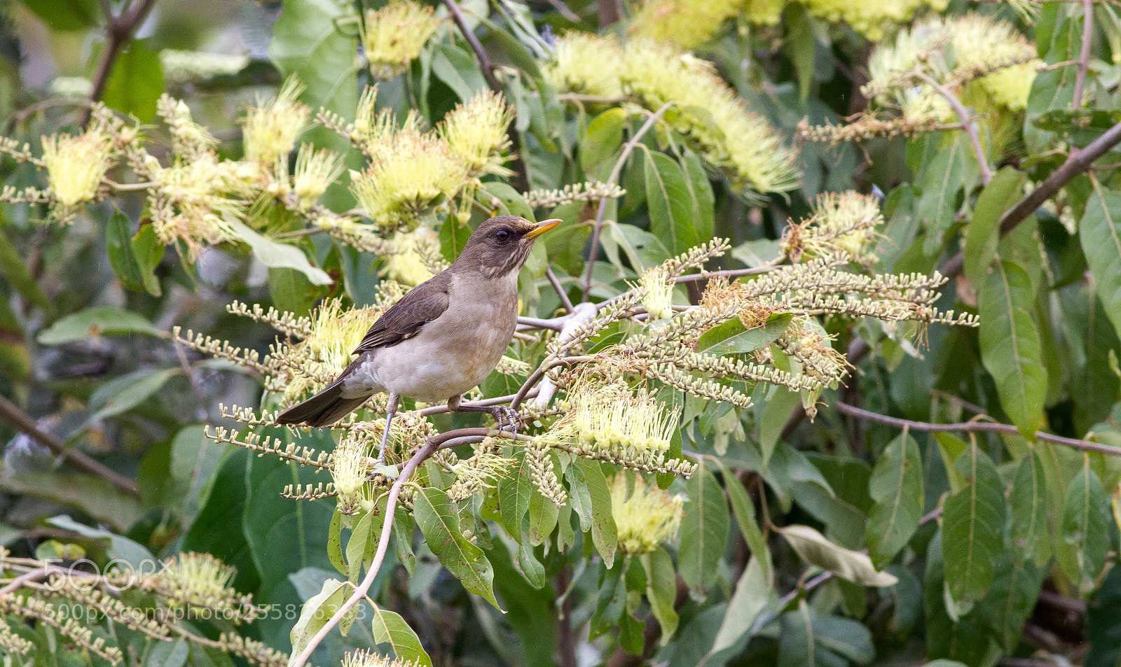 Canon EOS 550D (EOS Rebel T2i / EOS Kiss X4) sample photo. Turdus leucomelas photography