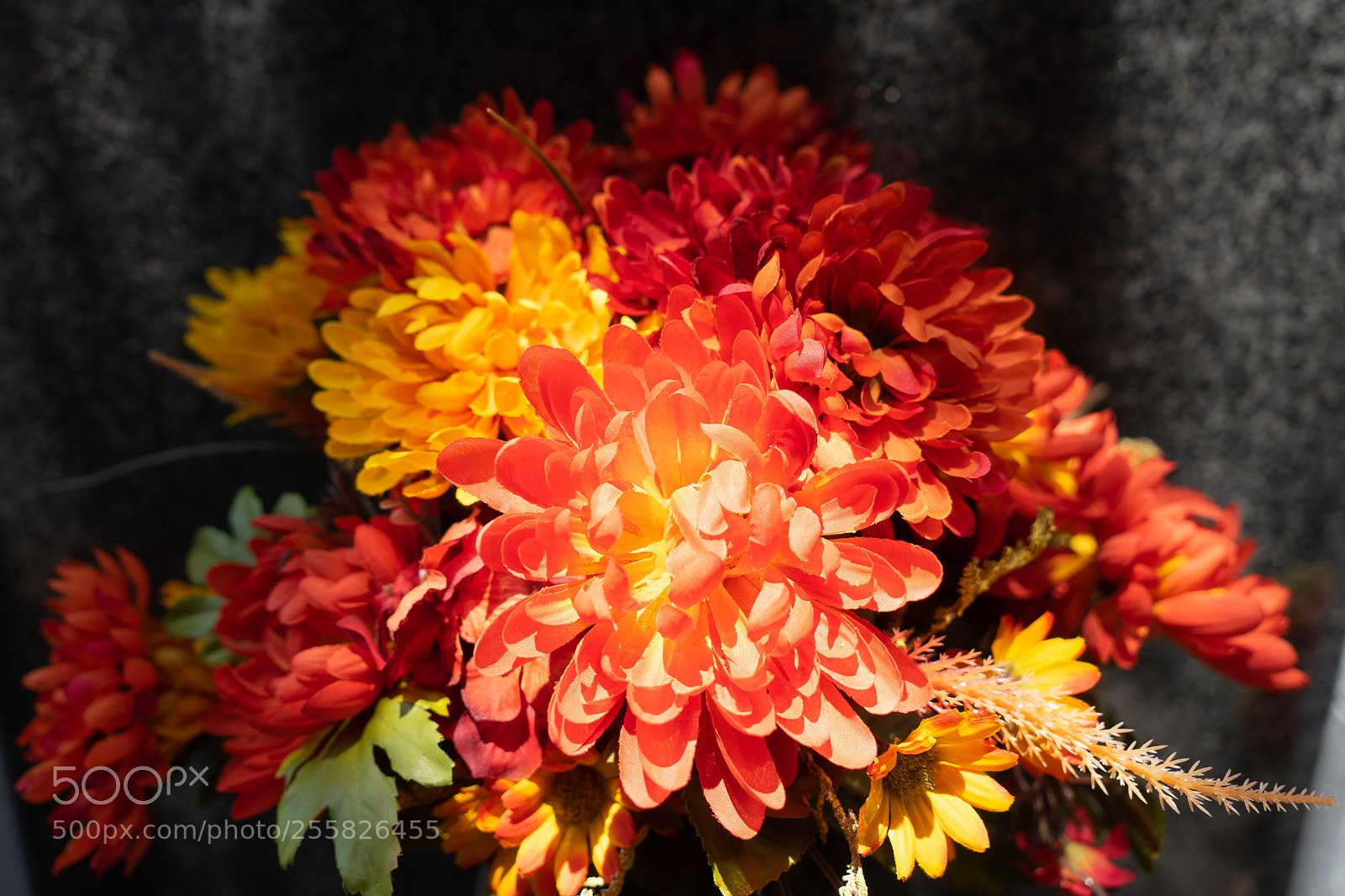 Sony a7 sample photo. Red flowers photography