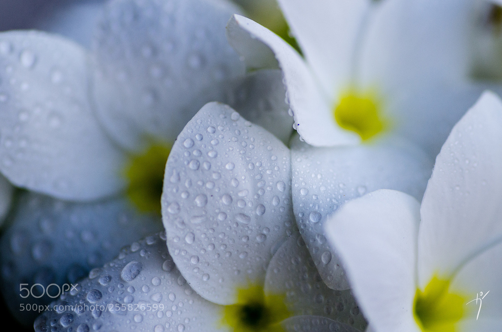 Nikon D7000 sample photo. Floral droplets photography